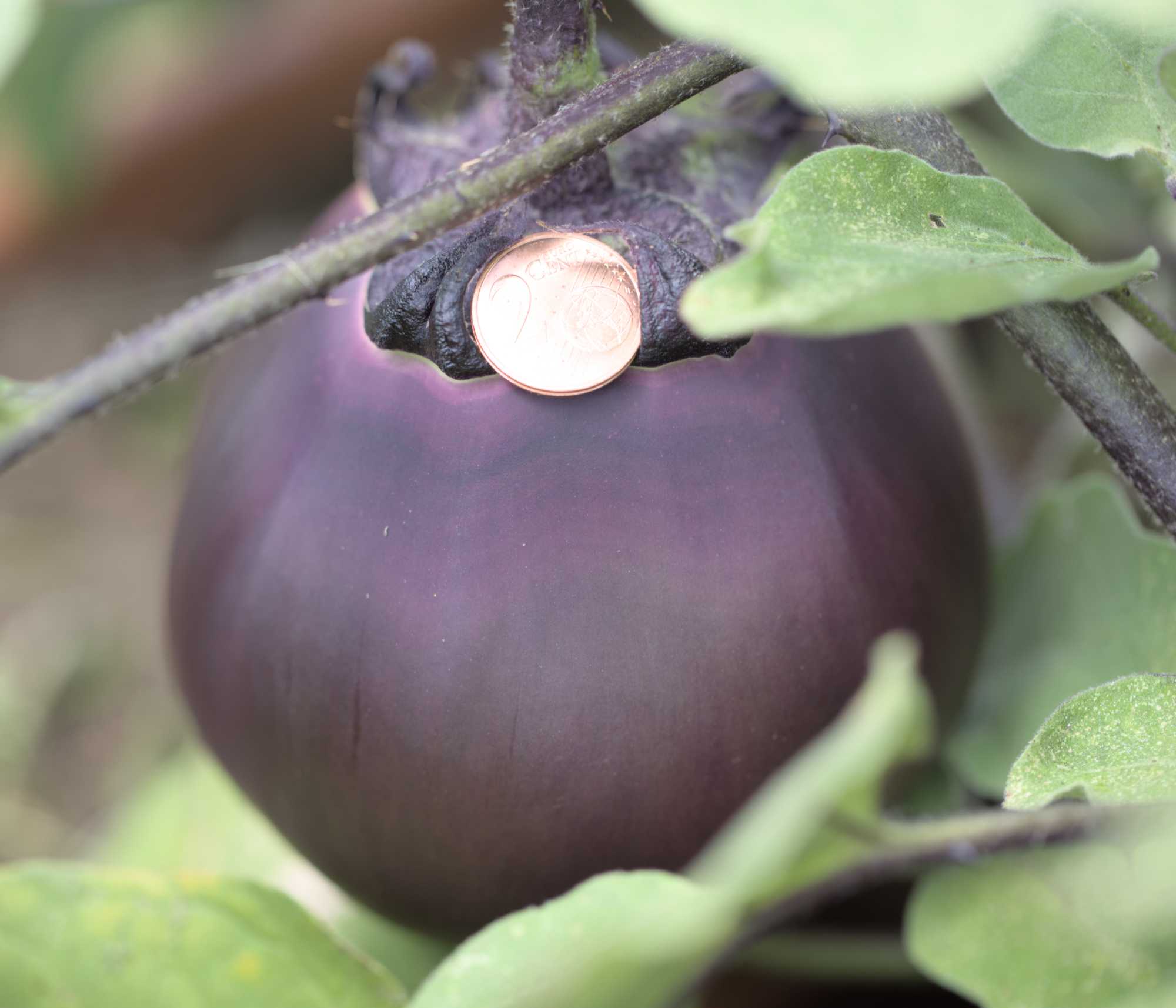 Lokation: Deutschland | Nordrhein-Westfalen | Heinsberg | Wassenberg Kategorien: Nutzgarten, Hortus rusticus, Selbstversorgung, Datum: 29.06.2022