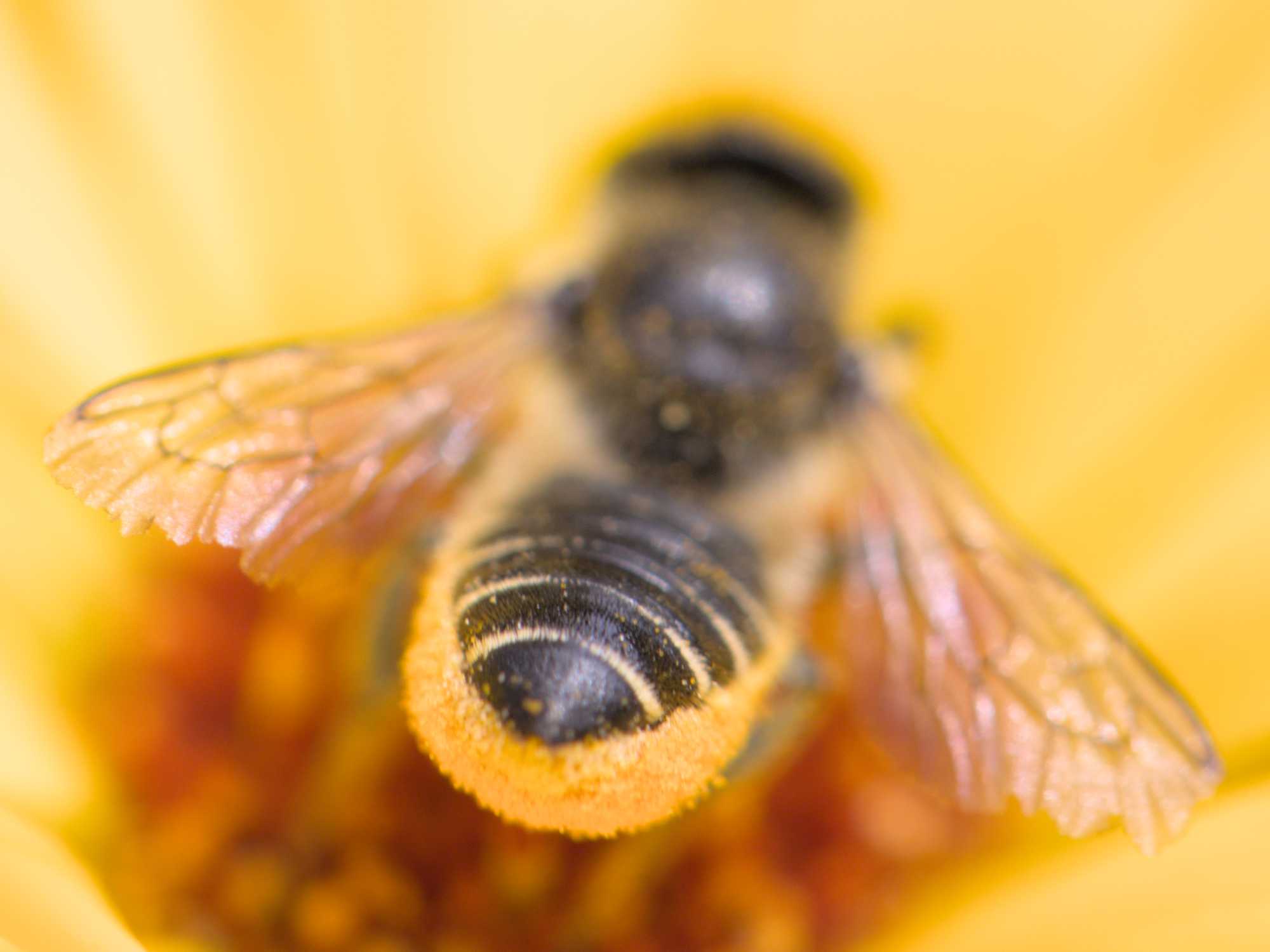 Rosen-Blattschneiderbiene (Megachile centuncularis), Lokation: Deutschland | Nordrhein-Westfalen | Heinsberg | Wassenberg Kategorien: Bienen, Hortus rusticus, Familie: Megachilidae (Bauchsammlerbienen), Datum: 29.06.2022
