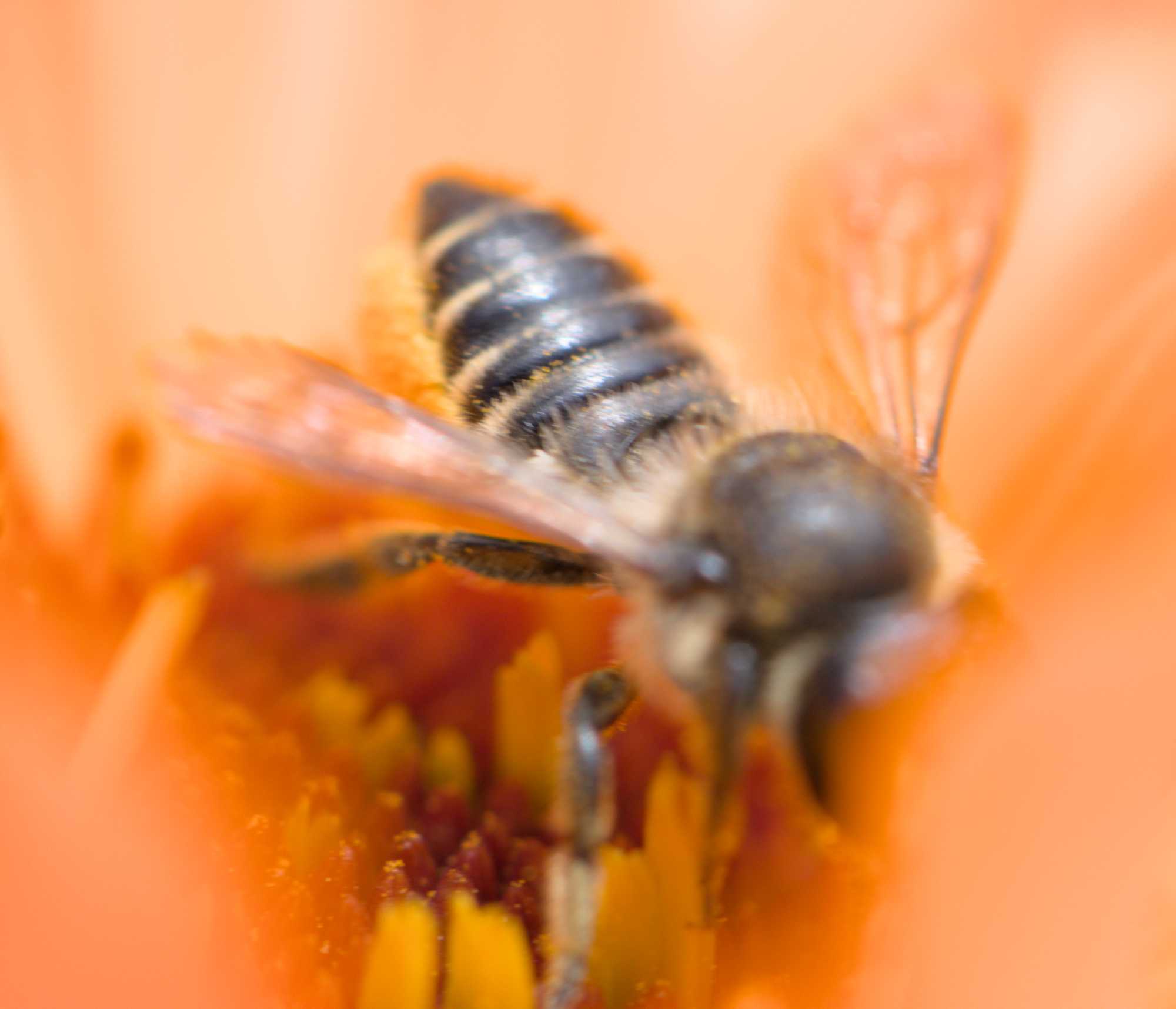 Rosen-Blattschneiderbiene (Megachile centuncularis), Lokation: Deutschland | Nordrhein-Westfalen | Heinsberg | Wassenberg Kategorien: Bienen, Hortus rusticus, Familie: Megachilidae (Bauchsammlerbienen), Datum: 29.06.2022