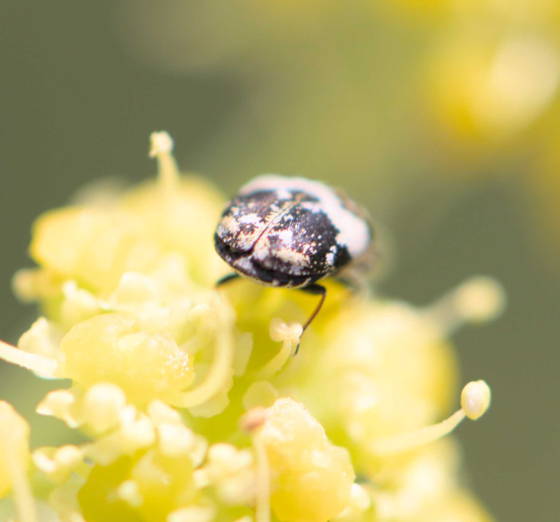 Bibernellen-Blütenkäfer (Anthrenus pimpinellae), Lokation: Deutschland | Nordrhein-Westfalen | Heinsberg | Wassenberg Kategorien: Käfer, Hortus rusticus, Familie: Dermestidae (Speckkäfer), Datum: 29.06.2022