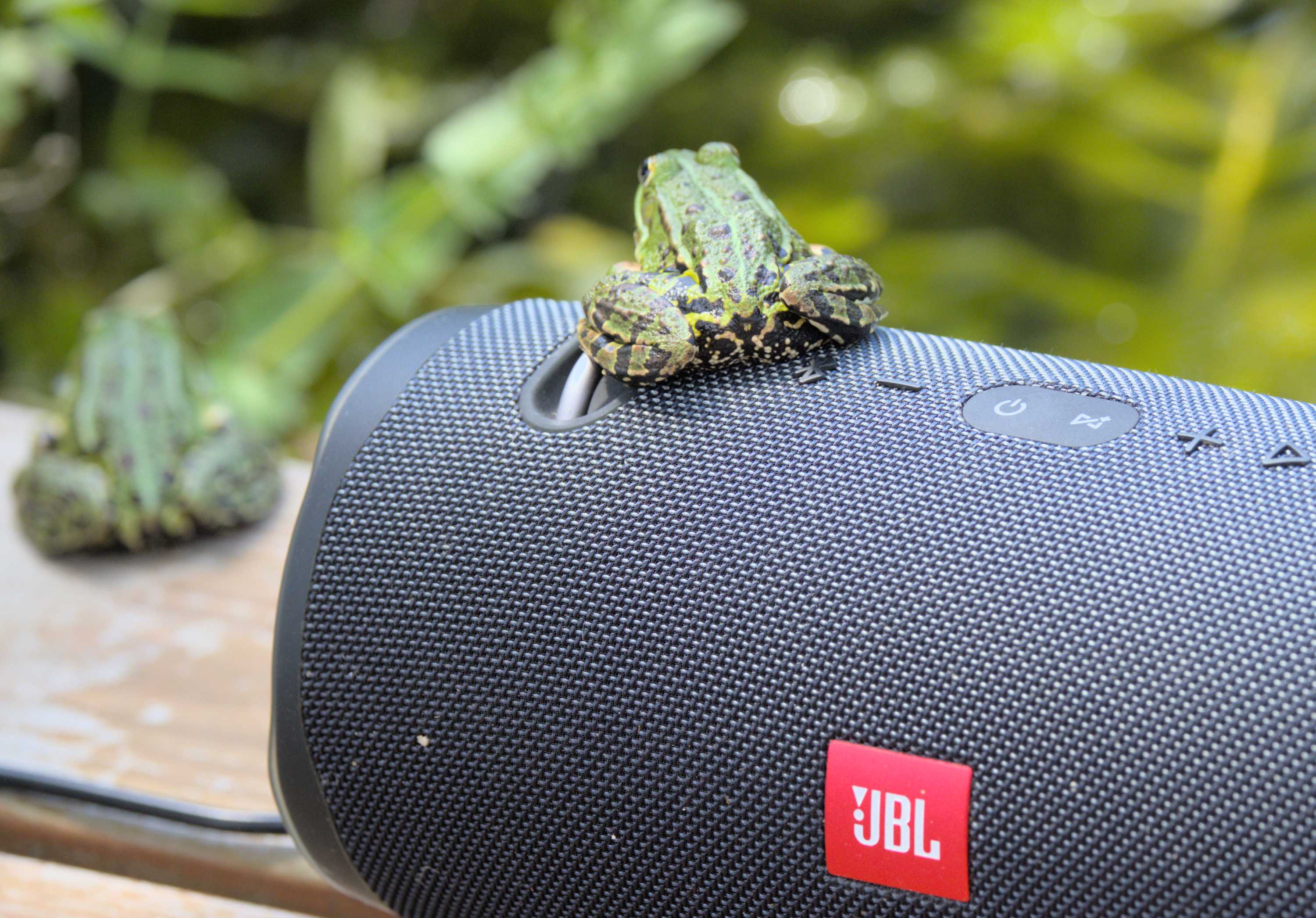 Lokation: Deutschland | Nordrhein-Westfalen | Heinsberg | Wassenberg Kategorien: Amphibien, Hortus rusticus, Datum: 30.06.2022