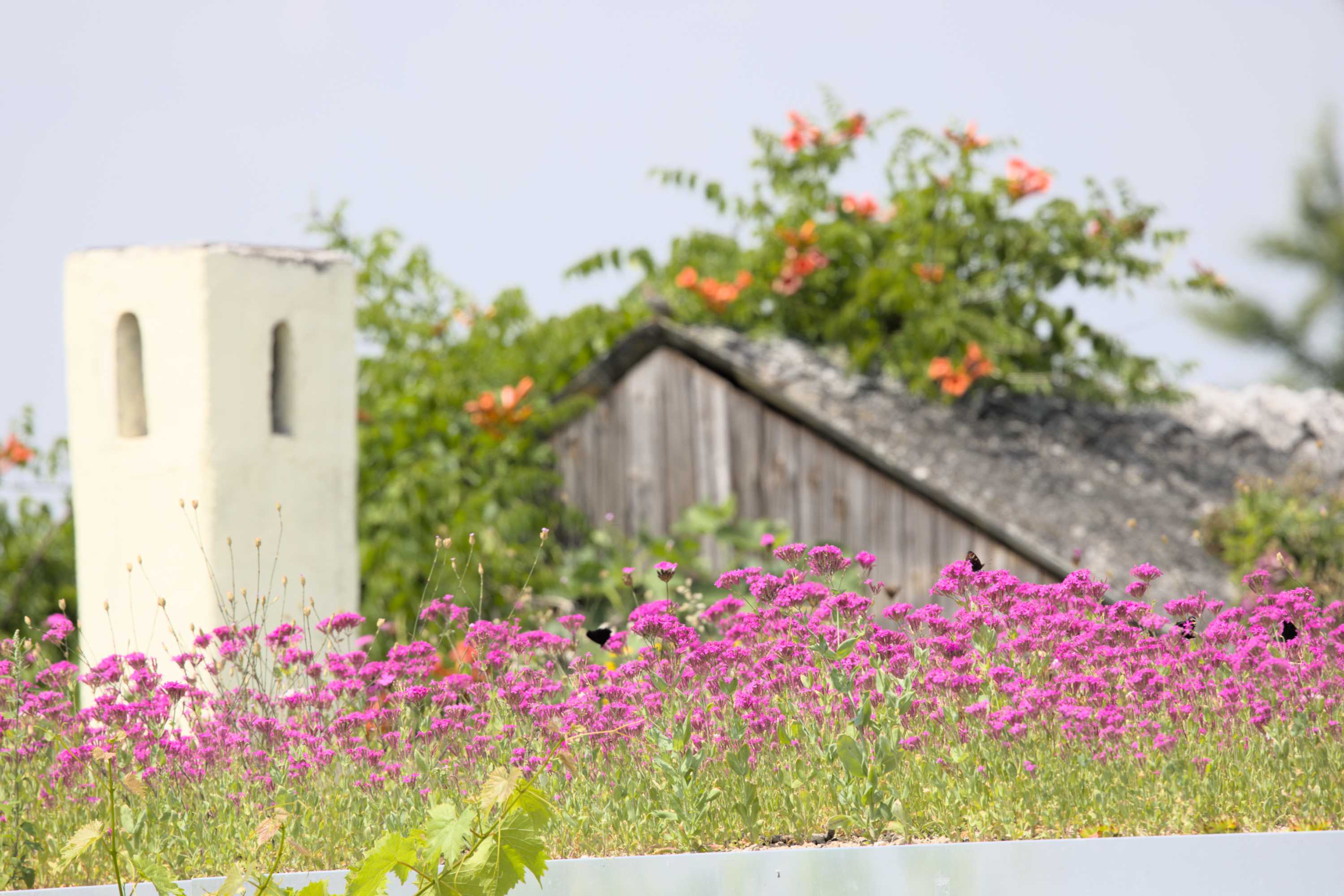 Lokation: Deutschland | Nordrhein-Westfalen | Heinsberg | Wassenberg Kategorien: Naturgarten, Dachbegrünung, Landhausgarten, Datum: 30.06.2022