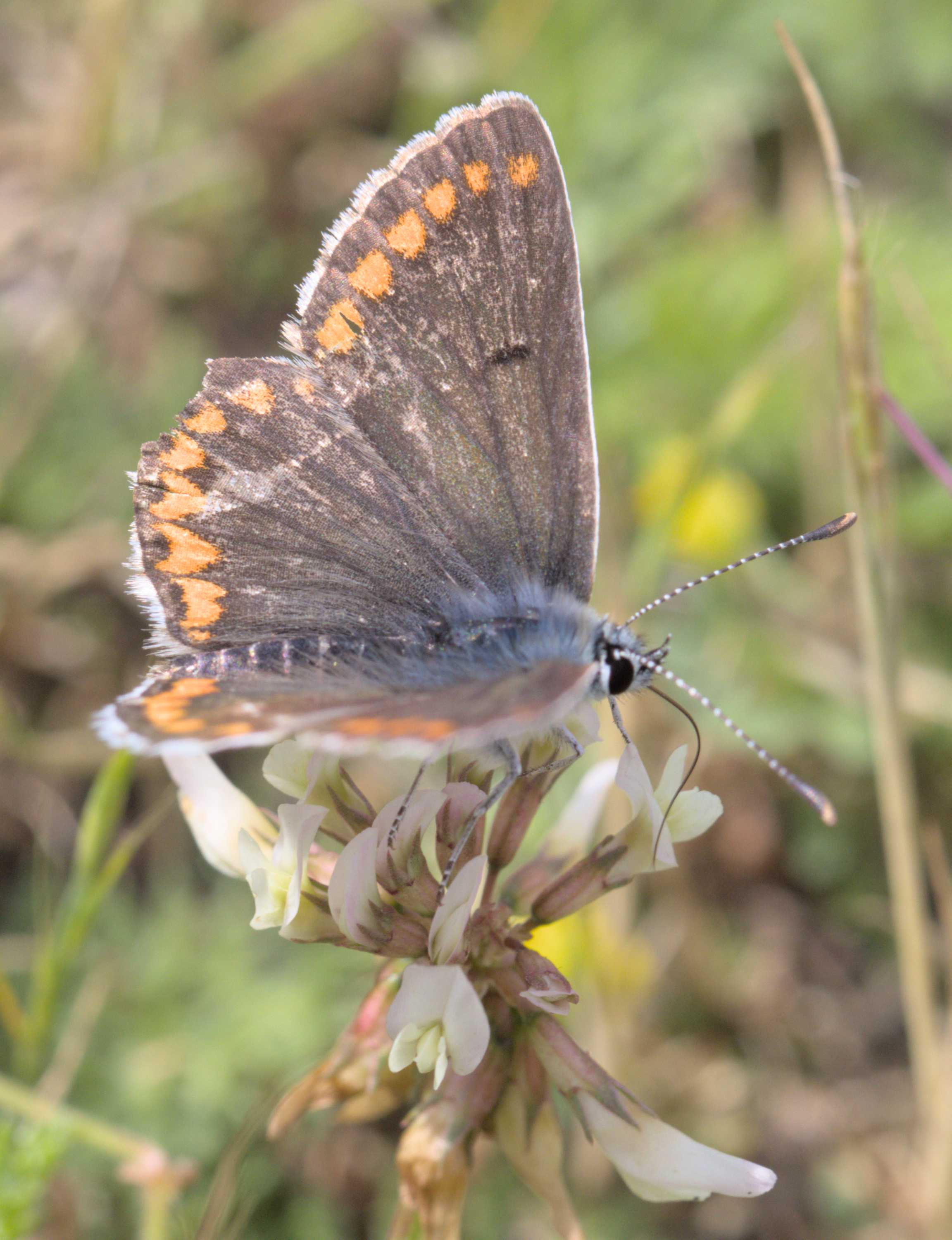 Kleiner Sonnenröschen-Bläuling (Aricia agestis), Lokation: Deutschland | Nordrhein-Westfalen | Heinsberg | Wassenberg Kategorien: Schmetterlinge, Hortus rusticus, Familie: Lycaenidae (Bläulinge), Datum: 01.07.2022