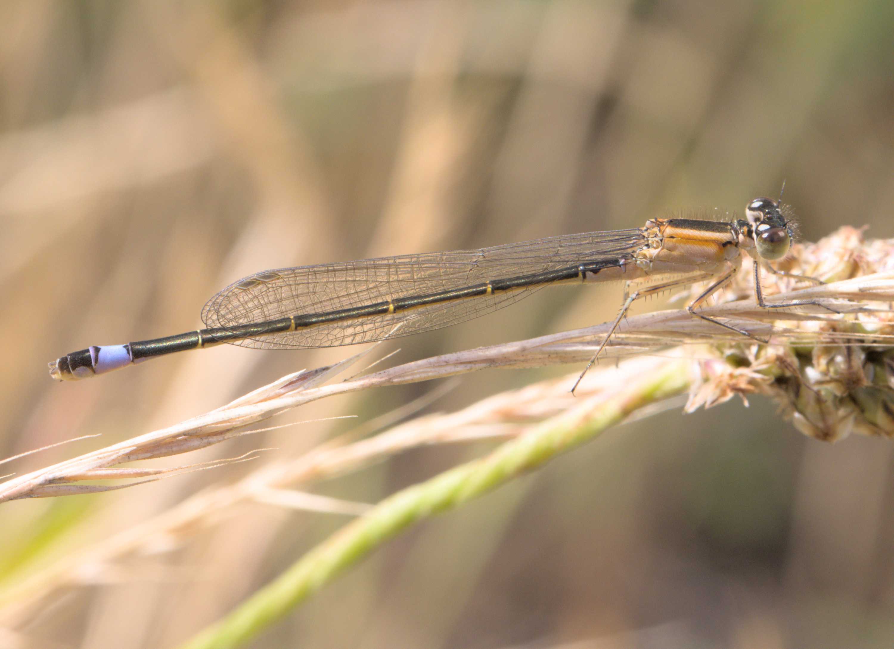 Große Pechlibelle (Ischnura elegans), Lokation: Deutschland | Nordrhein-Westfalen | Heinsberg | Wassenberg Kategorien: Libellen, Hortus rusticus, Familie: Coenagrionidae (Schlanklibellen), Datum: 01.07.2022