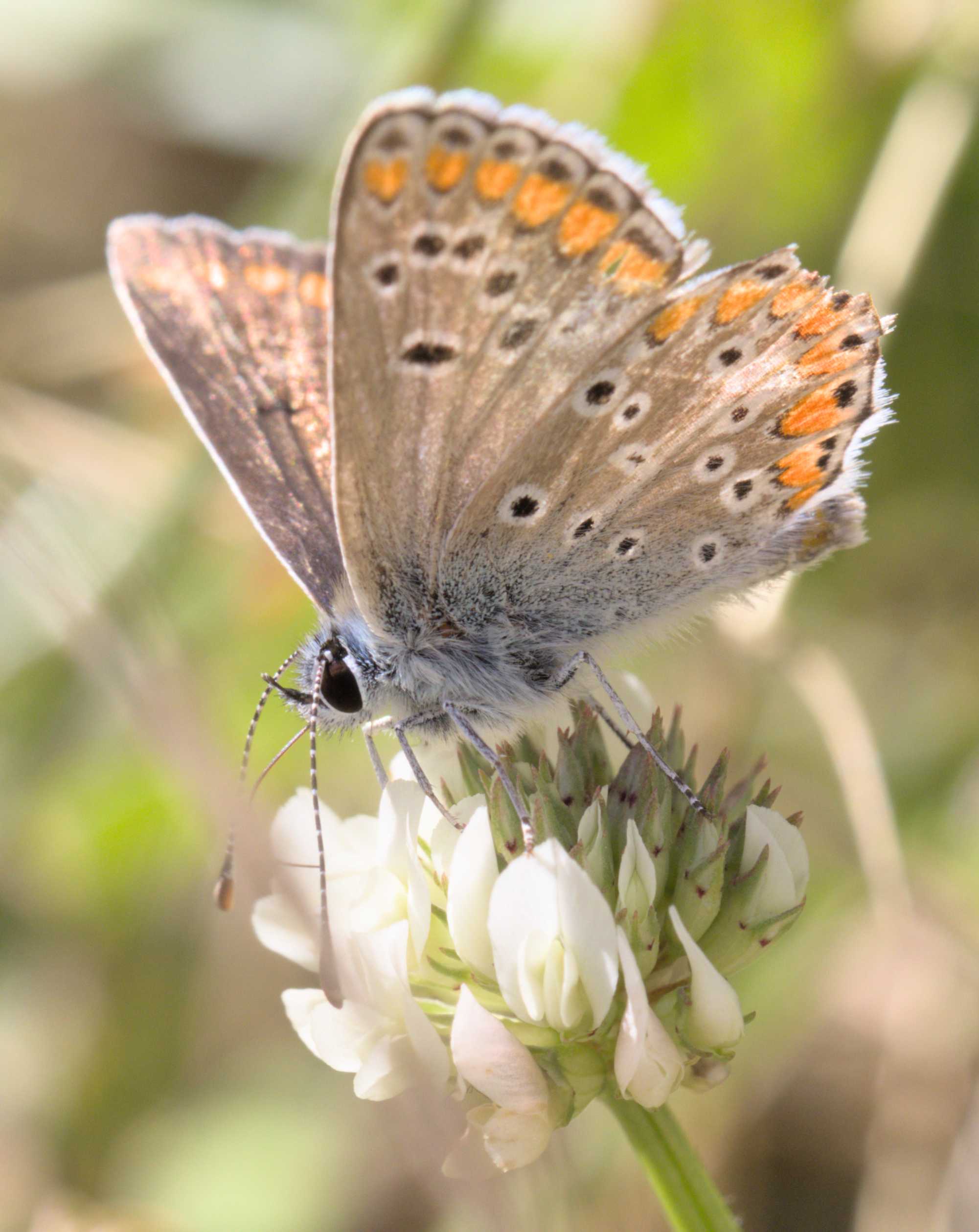 Lokation: Deutschland | Nordrhein-Westfalen | Heinsberg | Wassenberg Kategorien: Schmetterlinge, Hortus rusticus, Datum: 01.07.2022