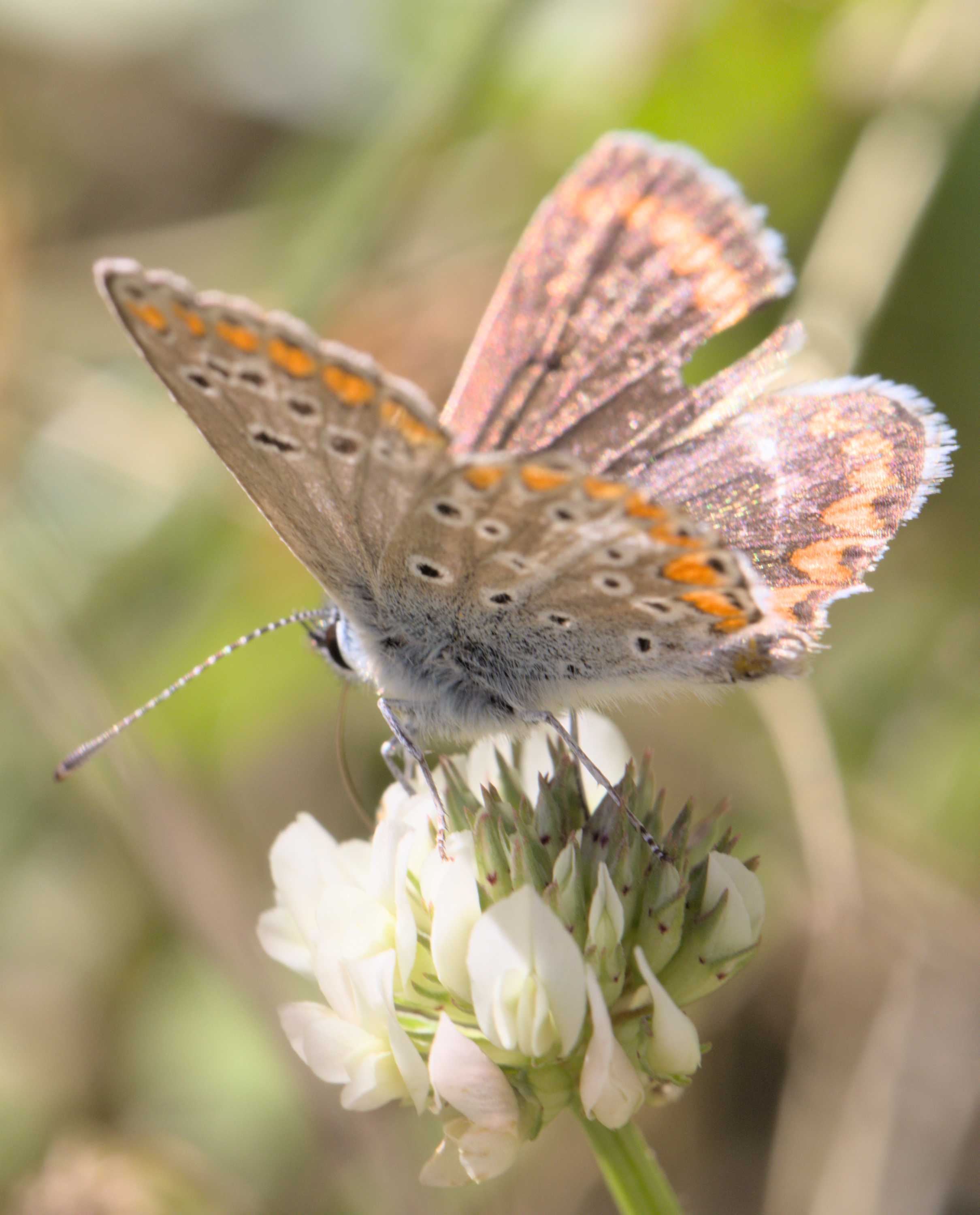 Lokation: Deutschland | Nordrhein-Westfalen | Heinsberg | Wassenberg Kategorien: Schmetterlinge, Hortus rusticus, Datum: 01.07.2022