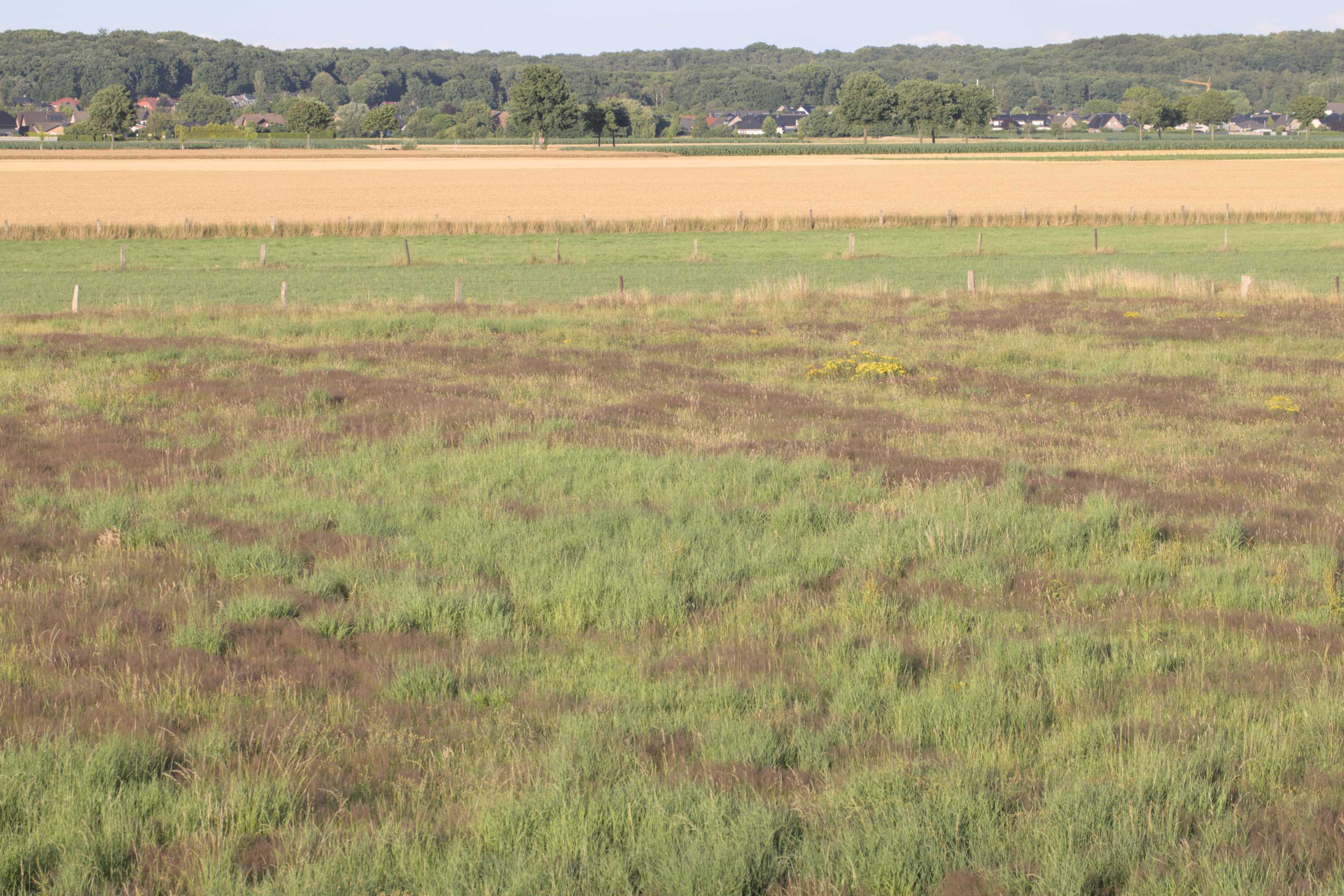 Lokation: Deutschland | Nordrhein-Westfalen | Heinsberg | Wassenberg Kategorien: Vegetation, Wiese, Datum: 01.07.2022