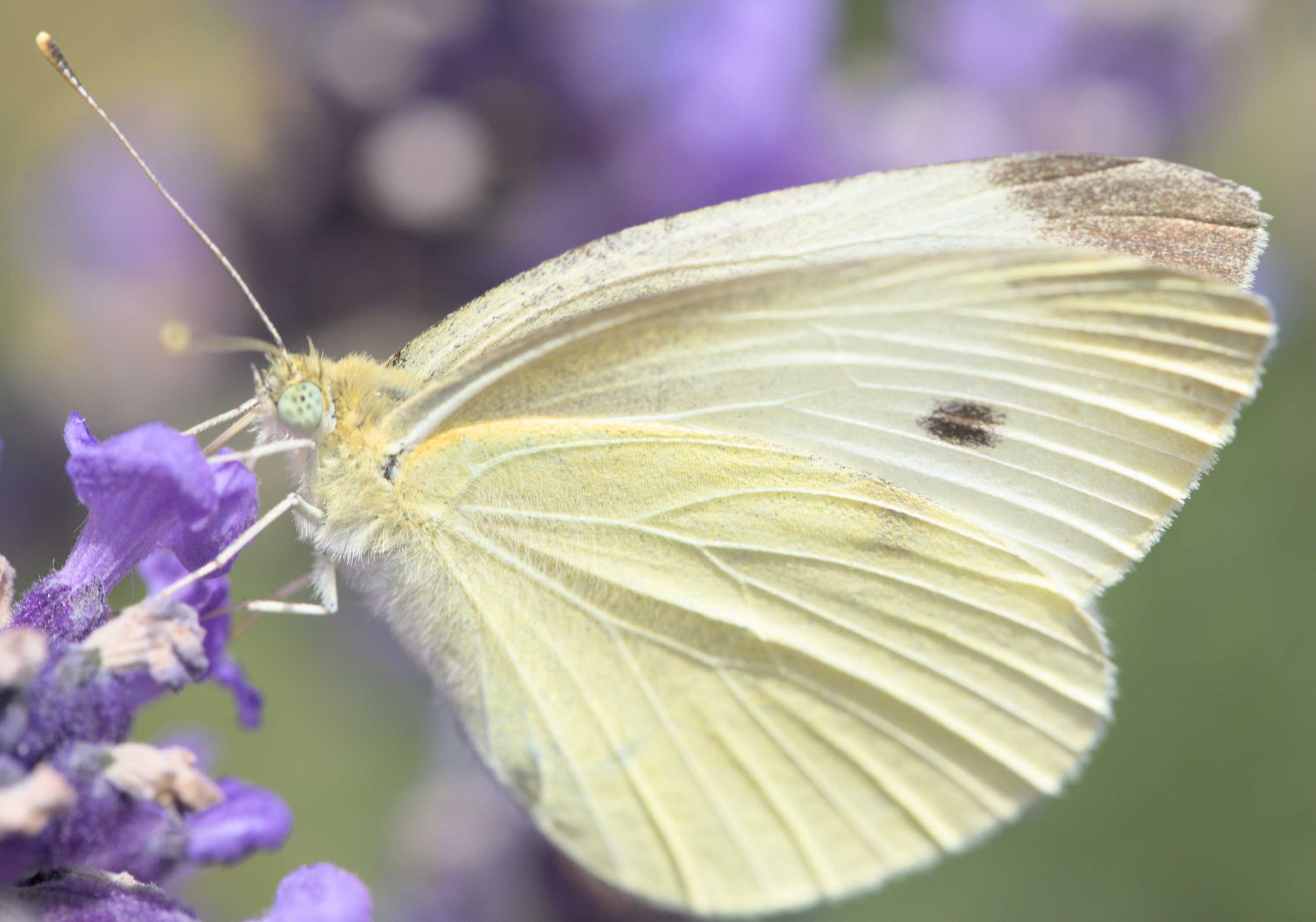 Kleiner Kohlweißling (Pieris rapae), Lokation: Deutschland | Nordrhein-Westfalen | Heinsberg | Wassenberg Kategorien: Schmetterlinge, Familie: Pieridae (Weißlinge), Datum: 02.07.2022