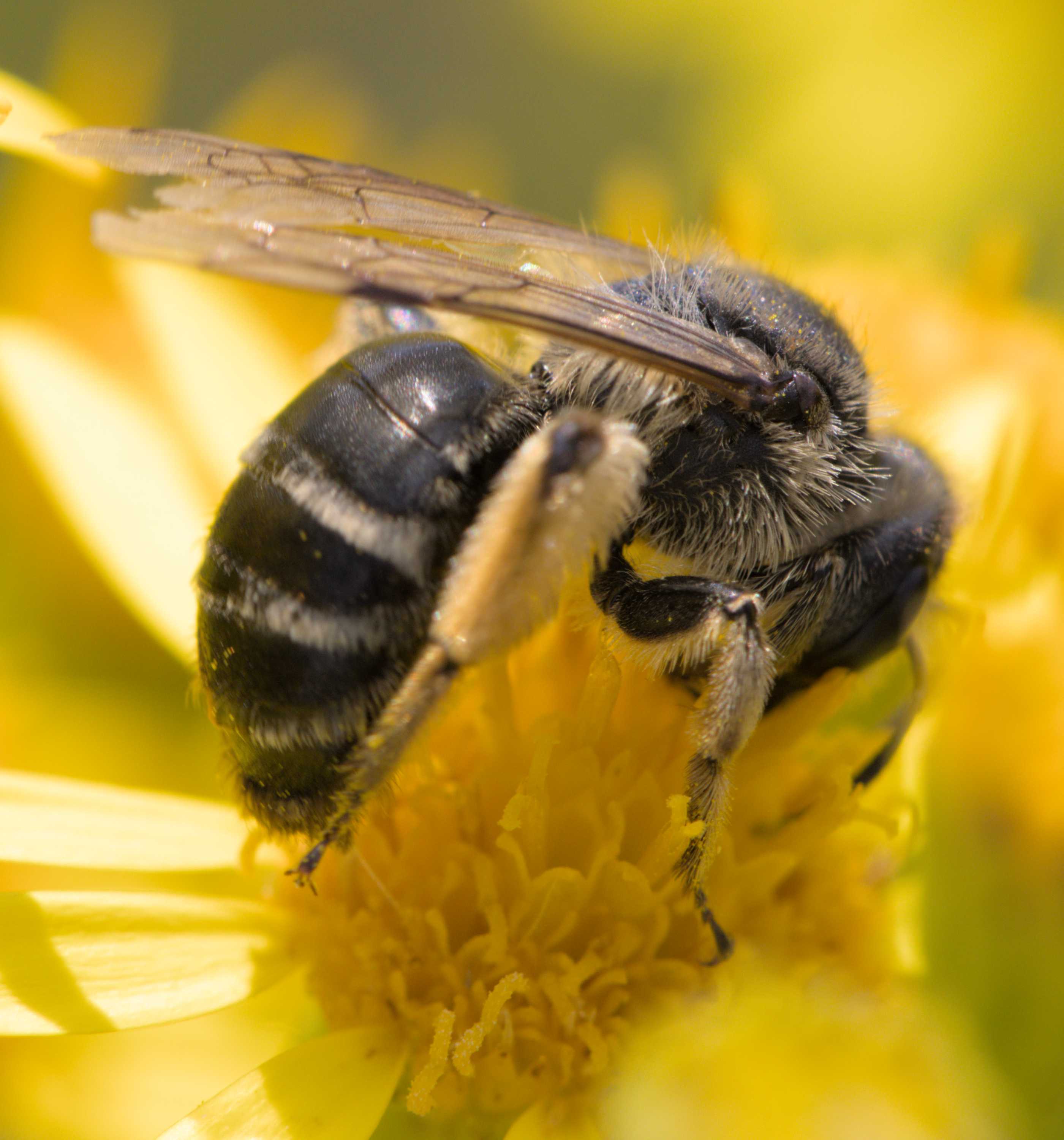 Gewöhnliche Bindensandbiene (Andrena flavipes), Lokation: Deutschland | Nordrhein-Westfalen | Heinsberg | Wassenberg Kategorien: Bienen, Hortus rusticus, Familie: Andrenidae (Sandbienen), Datum: 03.07.2022