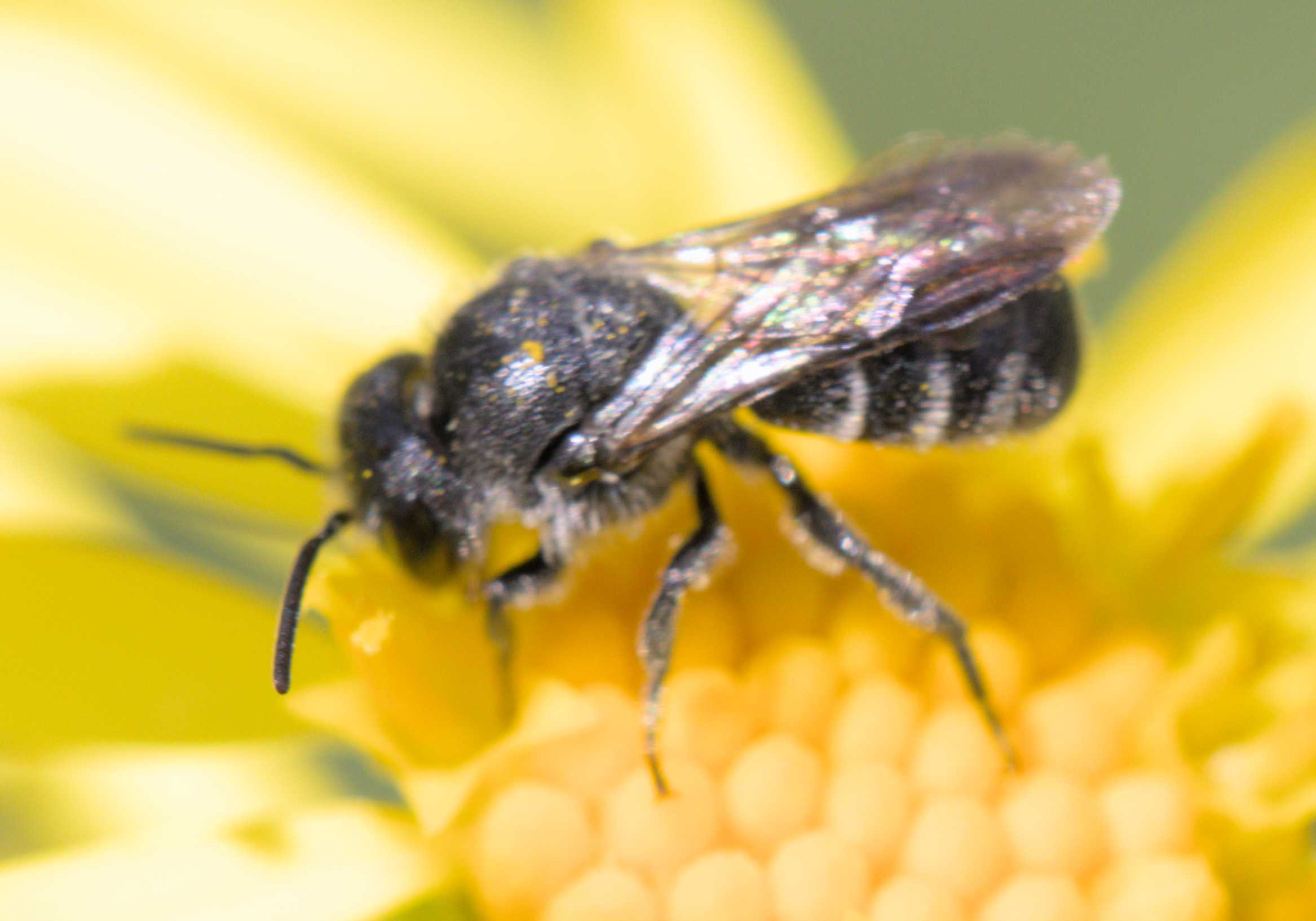 Punktierte Düsterbiene (Stelis punctulatissima), Lokation: Deutschland | Nordrhein-Westfalen | Heinsberg | Wassenberg Kategorien: Bienen, Hortus rusticus, Familie: Megachilidae (Bauchsammlerbienen), Datum: 03.07.2022
