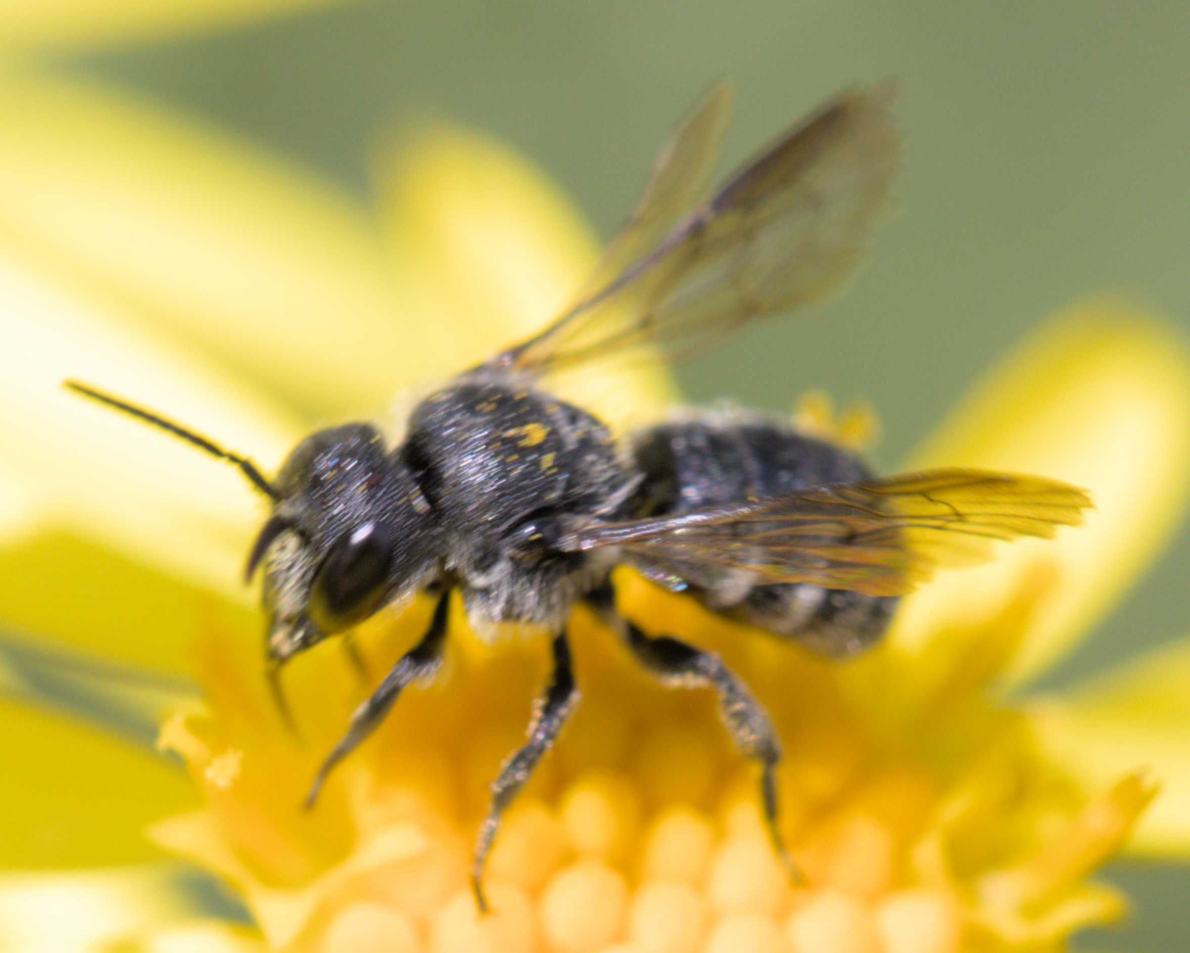 Punktierte Düsterbiene (Stelis punctulatissima), Lokation: Deutschland | Nordrhein-Westfalen | Heinsberg | Wassenberg Kategorien: Bienen, Hortus rusticus, Familie: Megachilidae (Bauchsammlerbienen), Datum: 03.07.2022