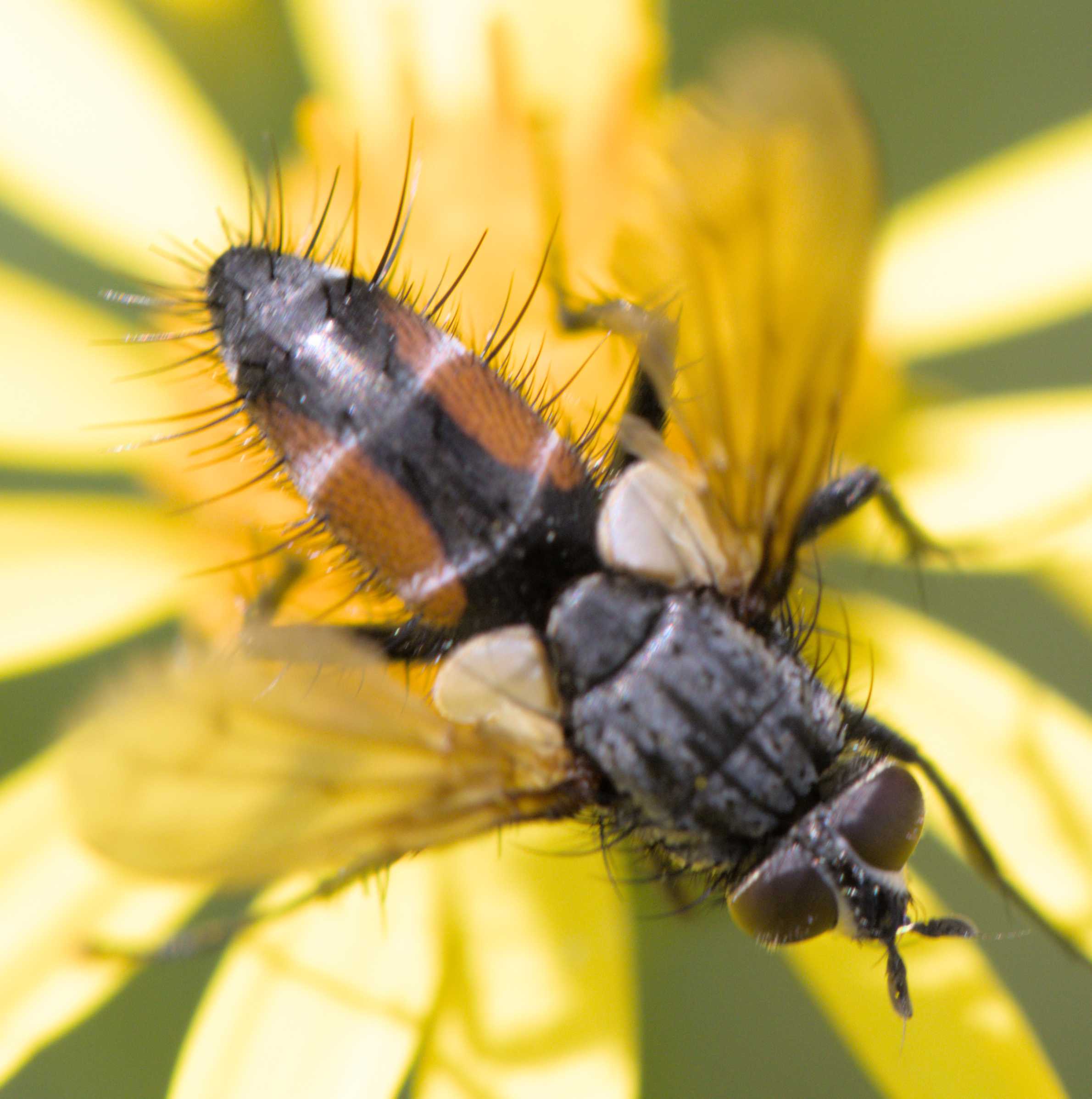 Punktierte Düsterbiene (Stelis punctulatissima), Lokation: Deutschland | Nordrhein-Westfalen | Heinsberg | Wassenberg Kategorien: Fliegen, Hortus rusticus, Familie: Megachilidae (Bauchsammlerbienen), Datum: 03.07.2022