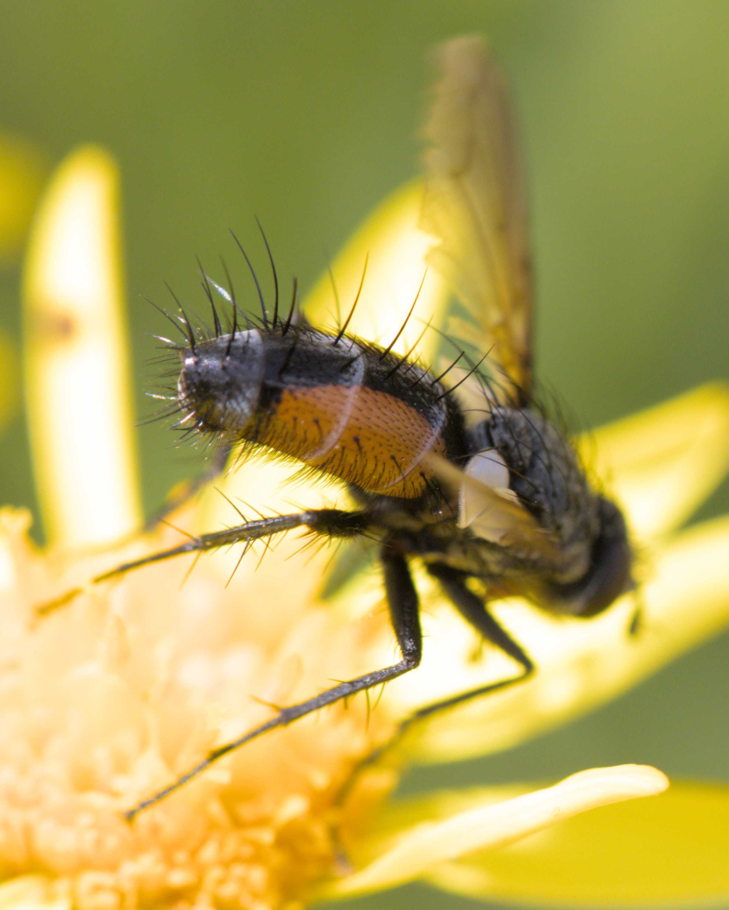 Gewöhnliche Löcherbiene (Heriades truncorum), Lokation: Deutschland | Nordrhein-Westfalen | Heinsberg | Wassenberg Kategorien: Fliegen, Hortus rusticus, Familie: Tachinidae (Raupenfliegen), Familie: Megachilidae (Bauchsammlerbienen), Datum: 03.07.2022
