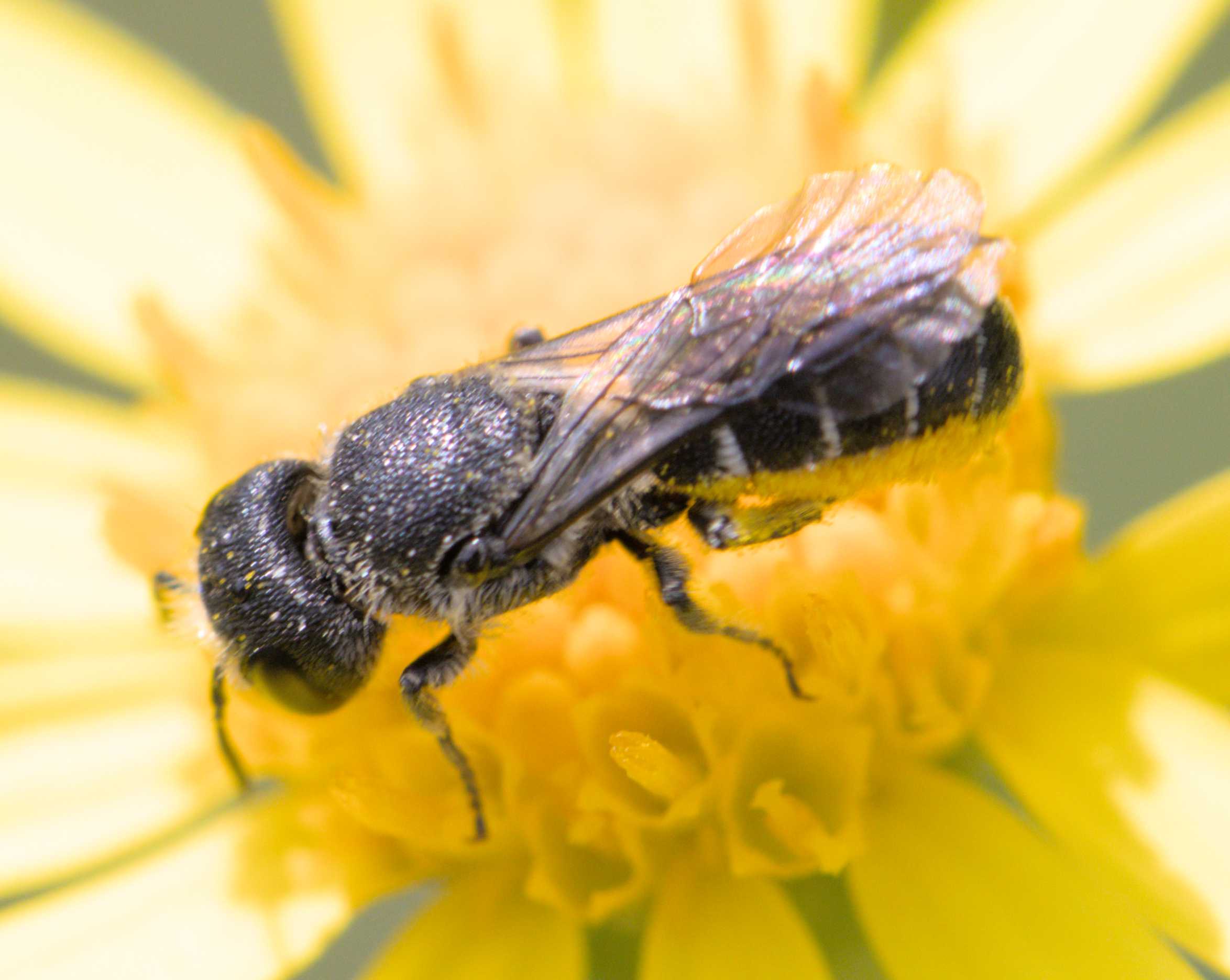 Gewöhnliche Löcherbiene (Heriades truncorum), Lokation: Deutschland | Nordrhein-Westfalen | Heinsberg | Wassenberg Kategorien: Bienen, Hortus rusticus, Familie: Tachinidae (Raupenfliegen), Familie: Megachilidae (Bauchsammlerbienen), Datum: 03.07.2022
