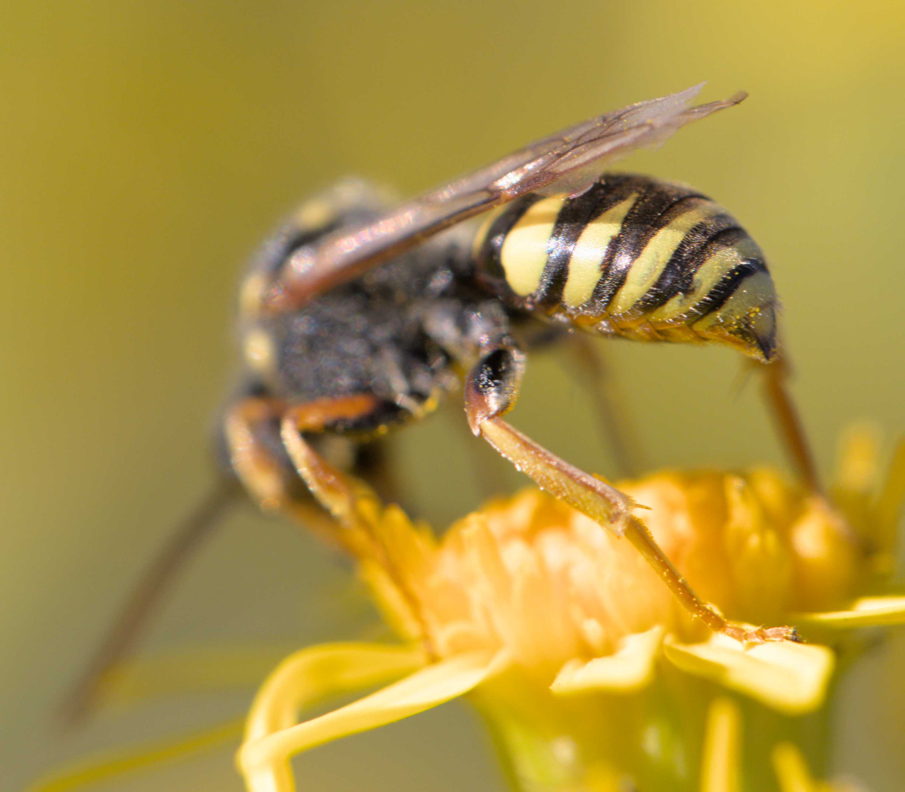 Greiskraut-Wespenbiene (Nomada flavopicta), Lokation: Deutschland | Nordrhein-Westfalen | Heinsberg | Wassenberg Kategorien: Bienen, Hortus rusticus, Familie: Apidae (Echte Bienen), Datum: 04.07.2022