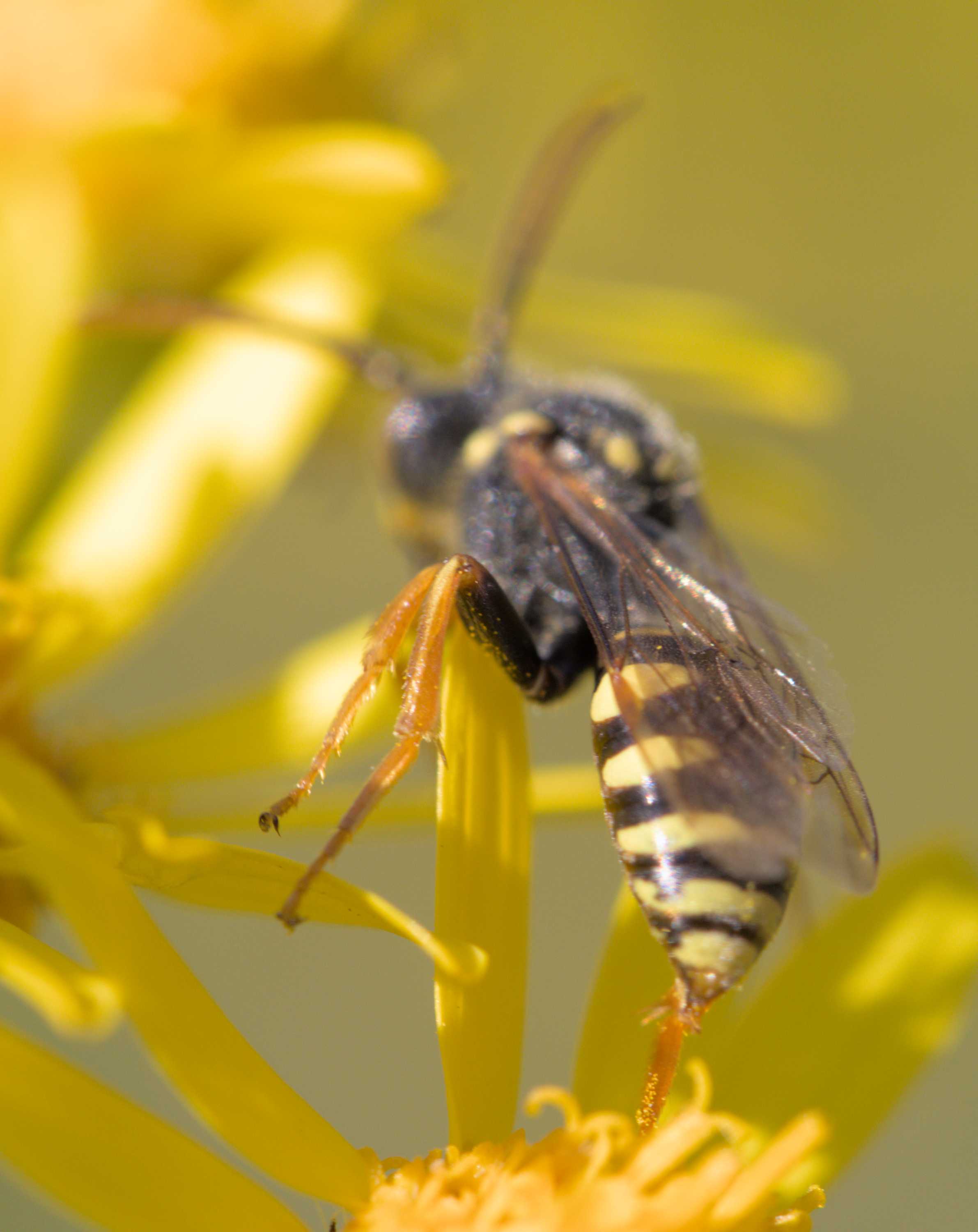 Lokation: Deutschland | Nordrhein-Westfalen | Heinsberg | Wassenberg Kategorien: Bienen, Hortus rusticus, Datum: 04.07.2022