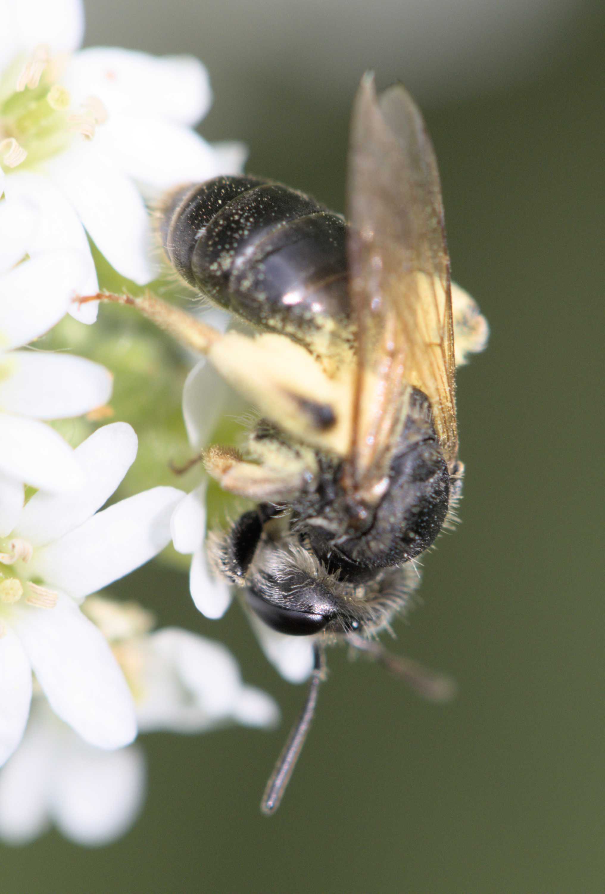 Gelbbeinige Kielsandbiene (Andrena chrysosceles), Lokation: Deutschland | Nordrhein-Westfalen | Heinsberg | Wassenberg Kategorien: Bienen, Hortus rusticus, Familie: Andrenidae (Sandbienen), Datum: 05.07.2022