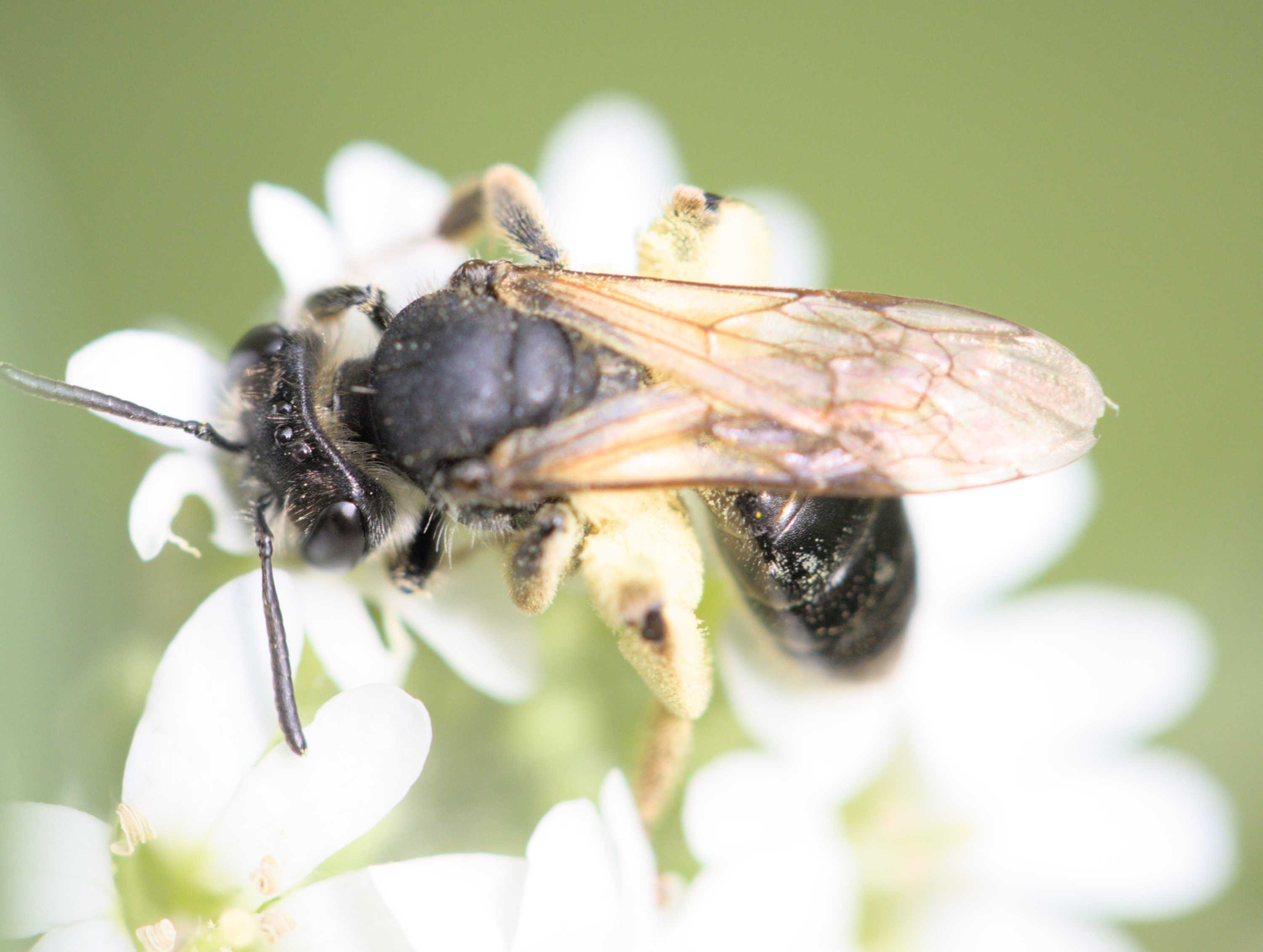 Gelbbeinige Kielsandbiene (Andrena chrysosceles), Lokation: Deutschland | Nordrhein-Westfalen | Heinsberg | Wassenberg Kategorien: Bienen, Hortus rusticus, Familie: Andrenidae (Sandbienen), Datum: 05.07.2022