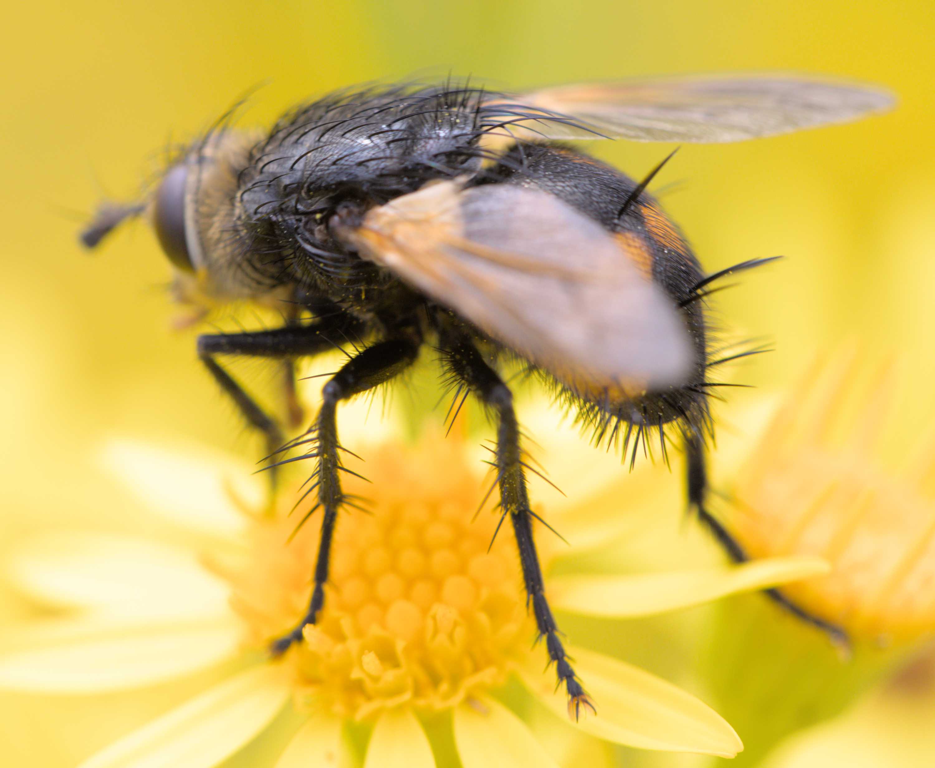 Nowickia ferox (Nowickia ferox), Lokation: Deutschland | Nordrhein-Westfalen | Heinsberg | Wassenberg Kategorien: Fliegen, Hortus rusticus, Familie: Tachinidae (Raupenfliegen), Datum: 05.07.2022