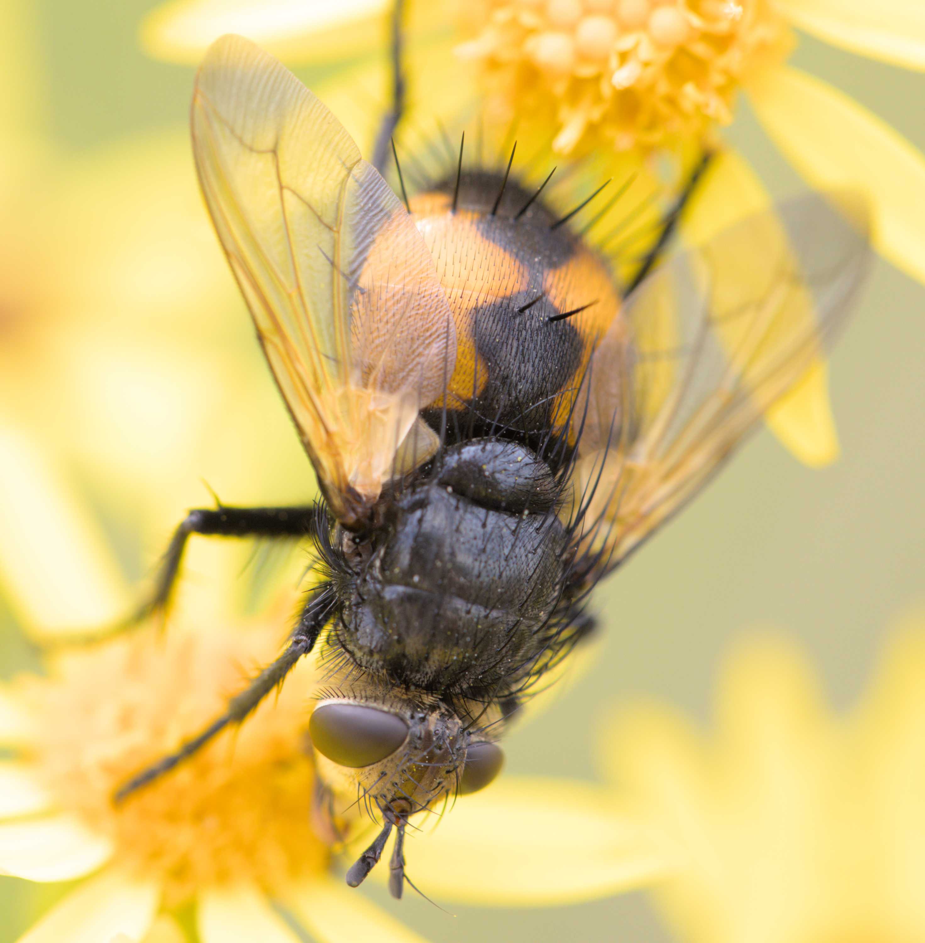 Nowickia ferox (Nowickia ferox), Lokation: Deutschland | Nordrhein-Westfalen | Heinsberg | Wassenberg Kategorien: Fliegen, Hortus rusticus, Familie: Tachinidae (Raupenfliegen), Datum: 05.07.2022