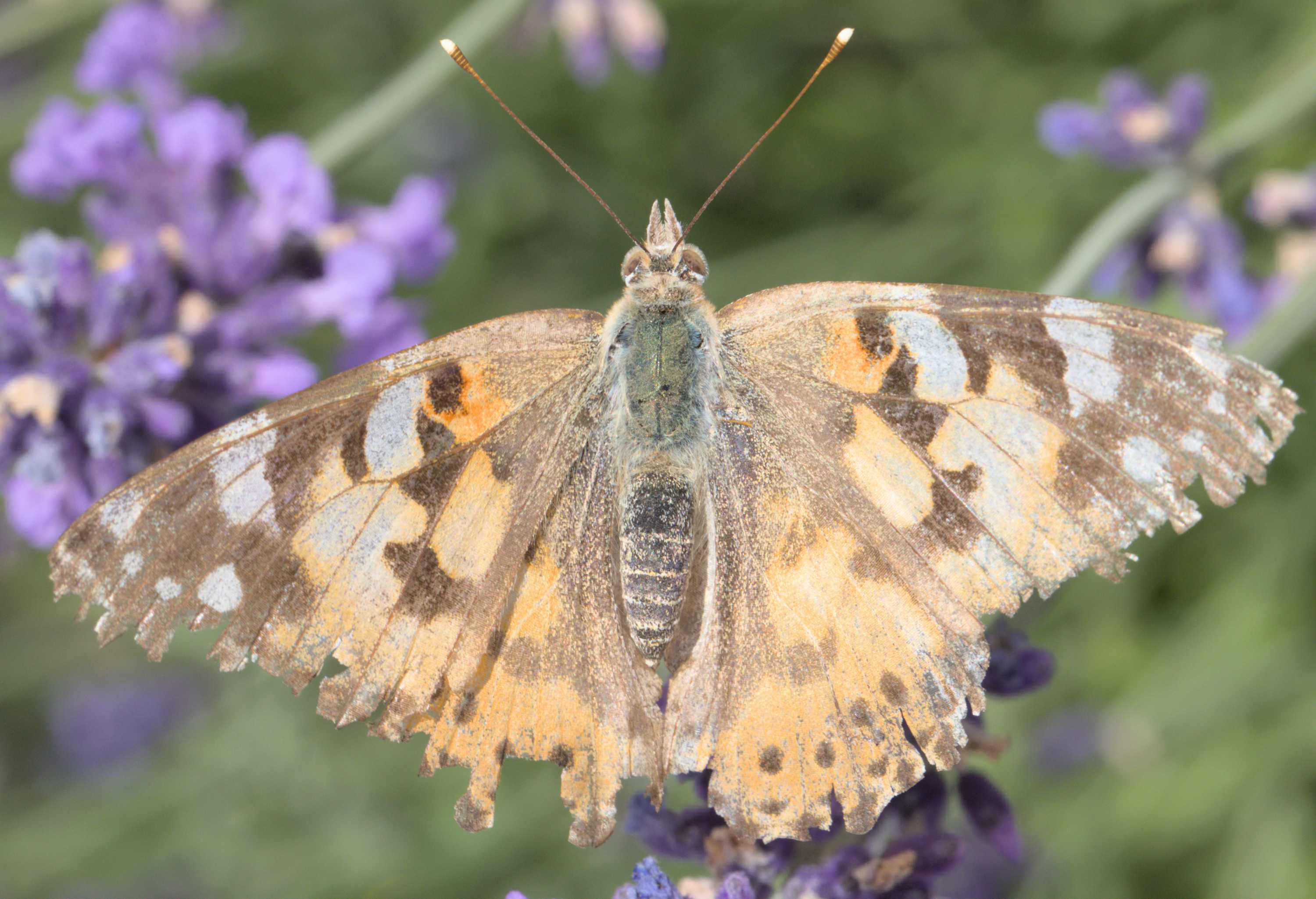 Lokation: Deutschland | Nordrhein-Westfalen | Heinsberg | Wassenberg Kategorien: Schmetterlinge, Datum: 05.07.2022