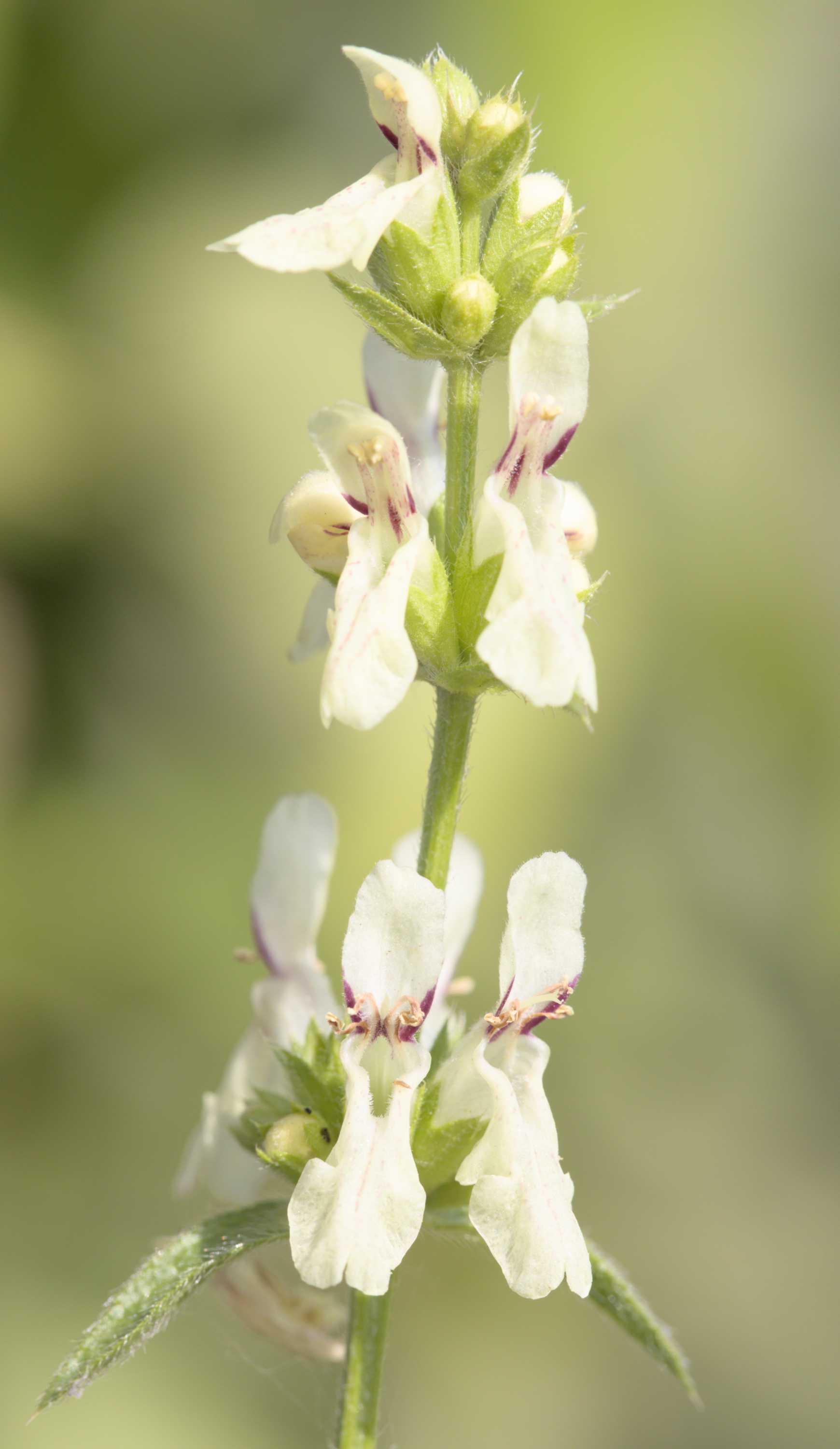 Lokation: Deutschland | Nordrhein-Westfalen | Heinsberg | Wassenberg Kategorien: Habitus, Dachbegrünung, Hortus rusticus, Datum: 06.07.2022