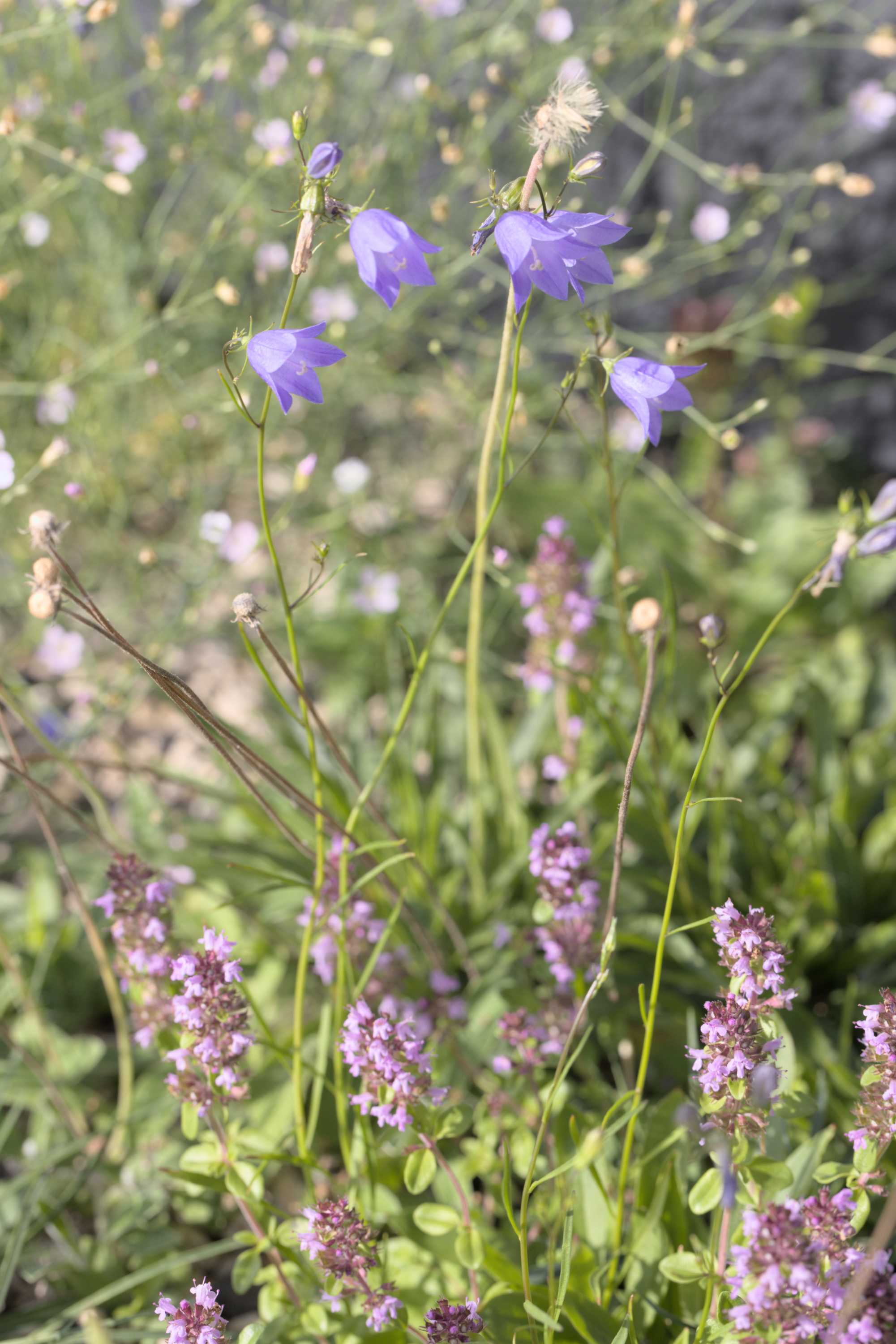 Lokation: Deutschland | Nordrhein-Westfalen | Heinsberg | Wassenberg Kategorien: Habitus, Dachbegrünung, Hortus rusticus, Datum: 06.07.2022