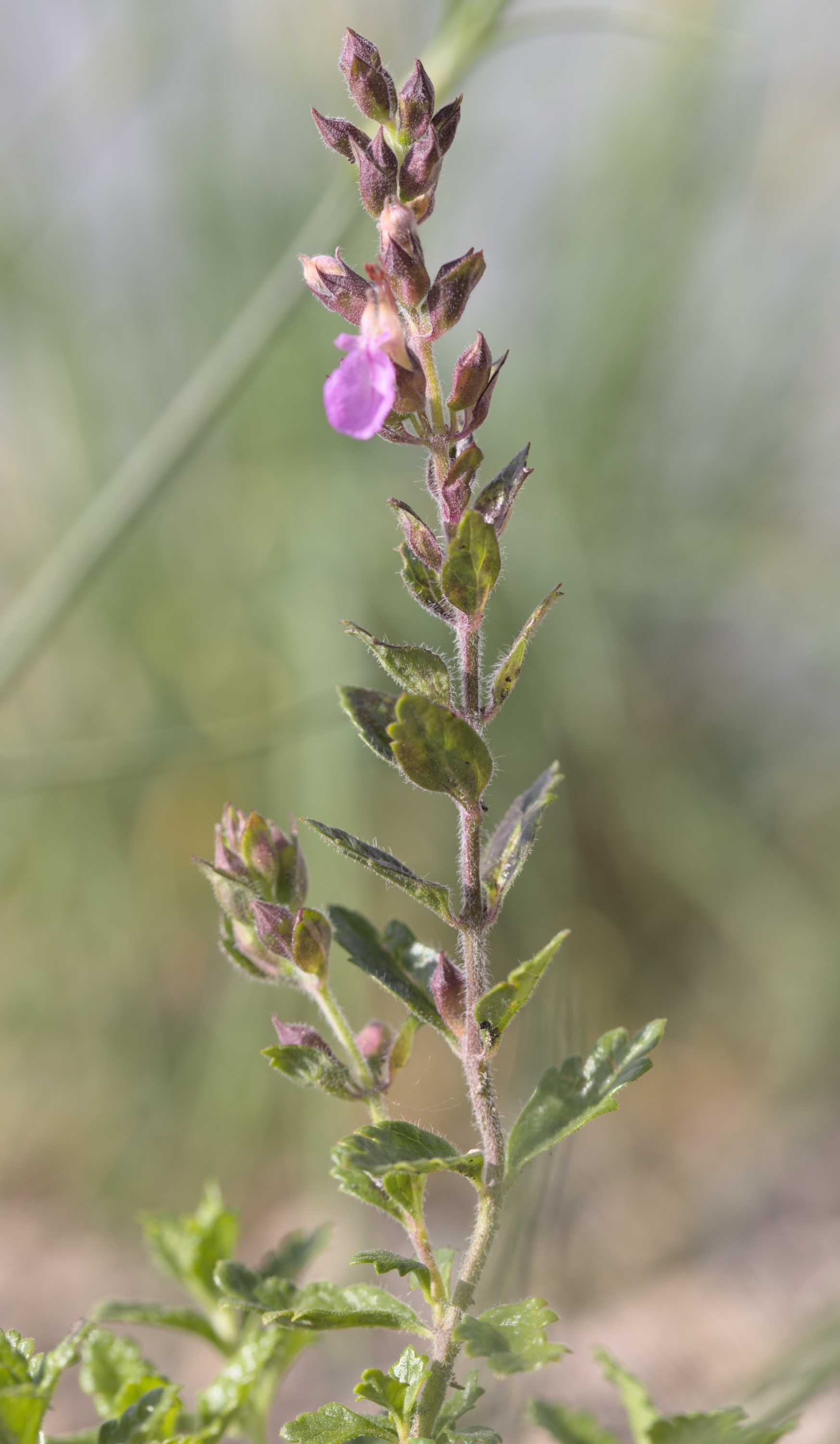 Lokation: Deutschland | Nordrhein-Westfalen | Heinsberg | Wassenberg Kategorien: Habitus, Dachbegrünung, Hortus rusticus, Datum: 06.07.2022