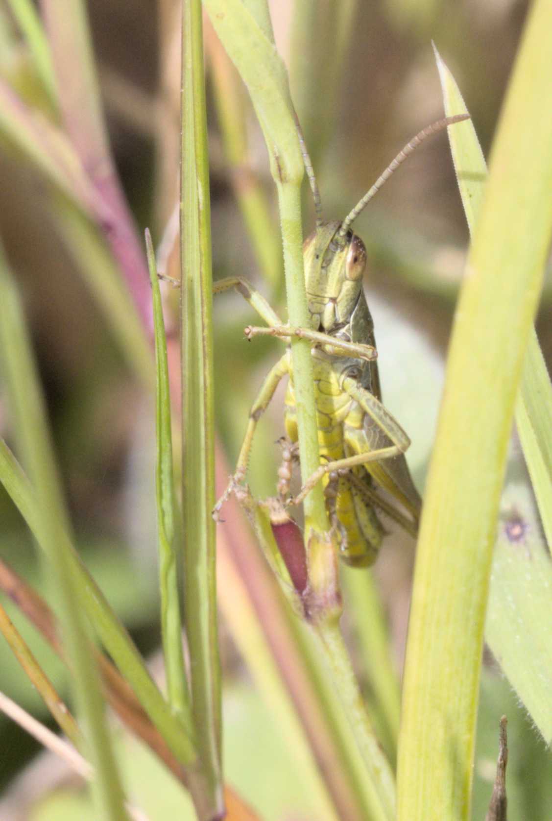 Gemeiner Grashüpfer (Pseudochorthippus parallelus), Lokation: Deutschland | Nordrhein-Westfalen | Heinsberg | Wassenberg Kategorien: Insekten, Hortus rusticus, Familie: Acrididae (Feldheuschrecken), Datum: 08.07.2022