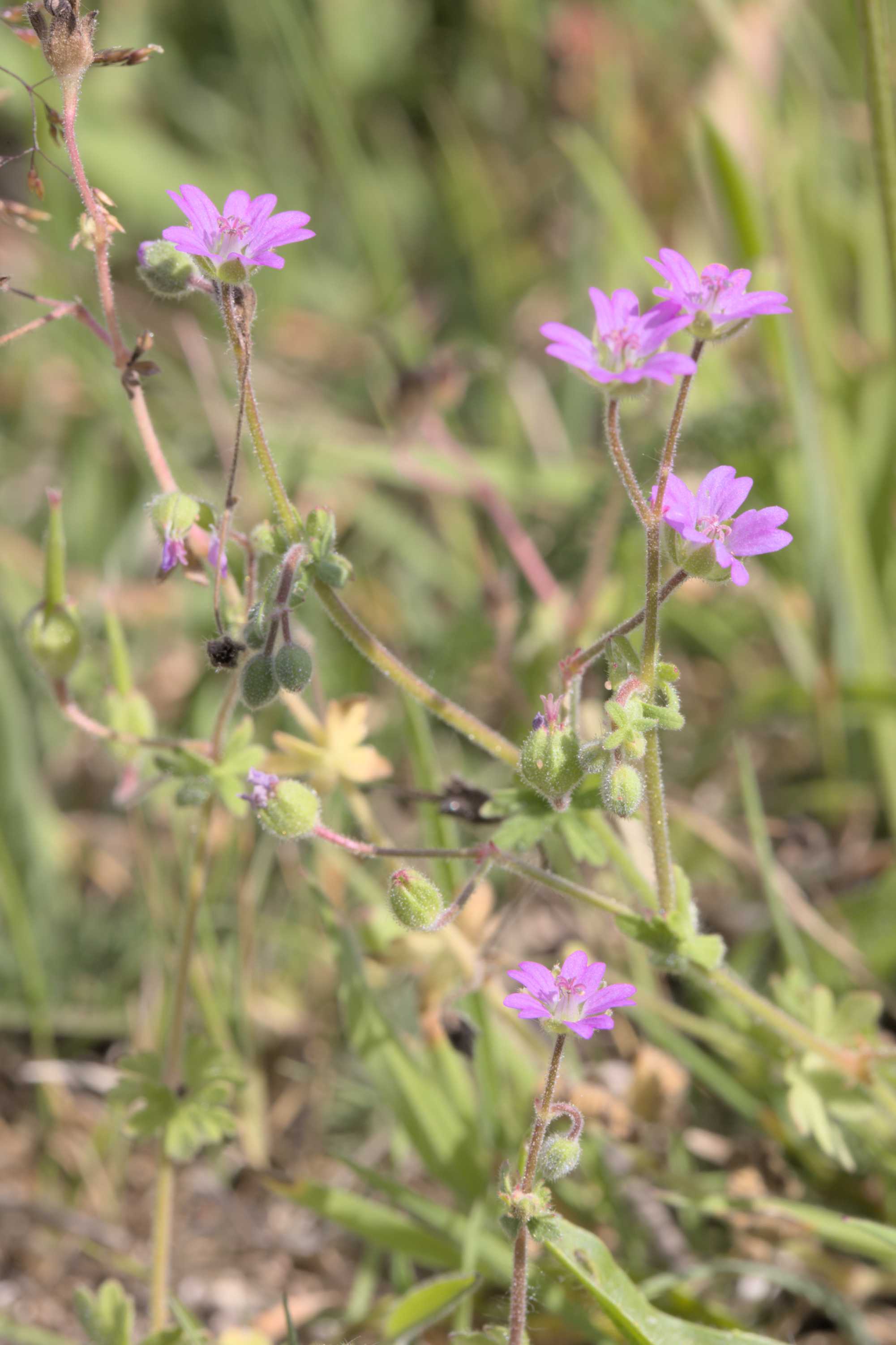Weicher Storchschnabel (Geranium molle), Lokation: Deutschland | Nordrhein-Westfalen | Heinsberg | Wassenberg Kategorien: Habitus, Familie: Geraniaceae (Storchschnabelgewächse ), Datum: 12.07.2022