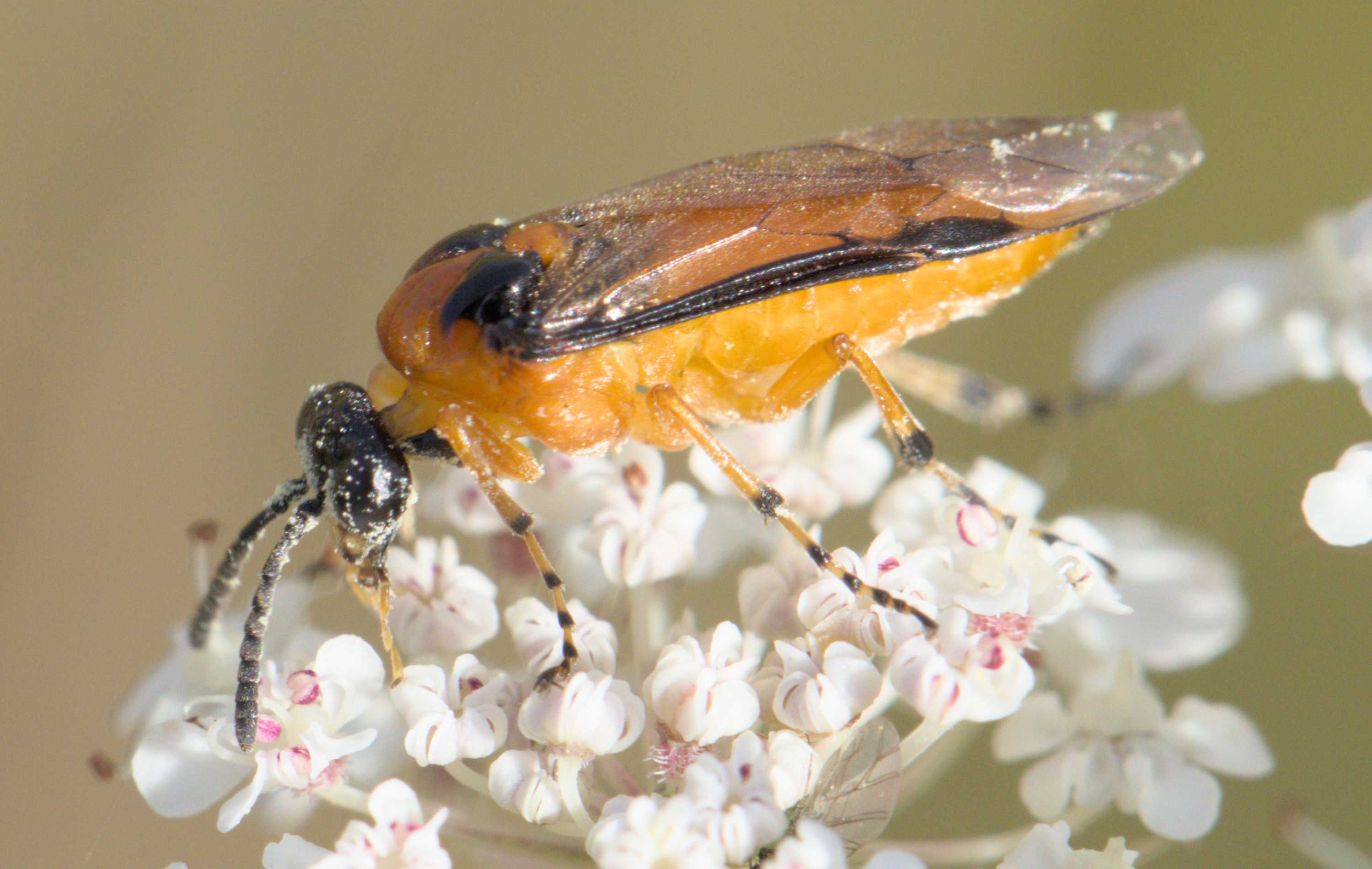 Rübenblattwespe (Athalia rosae), Lokation: Deutschland | Nordrhein-Westfalen | Heinsberg | Wassenberg Kategorien: Insekten, Hortus rusticus, Familie: Tenthredinidae (Echte Blatwespen), Datum: 12.07.2022