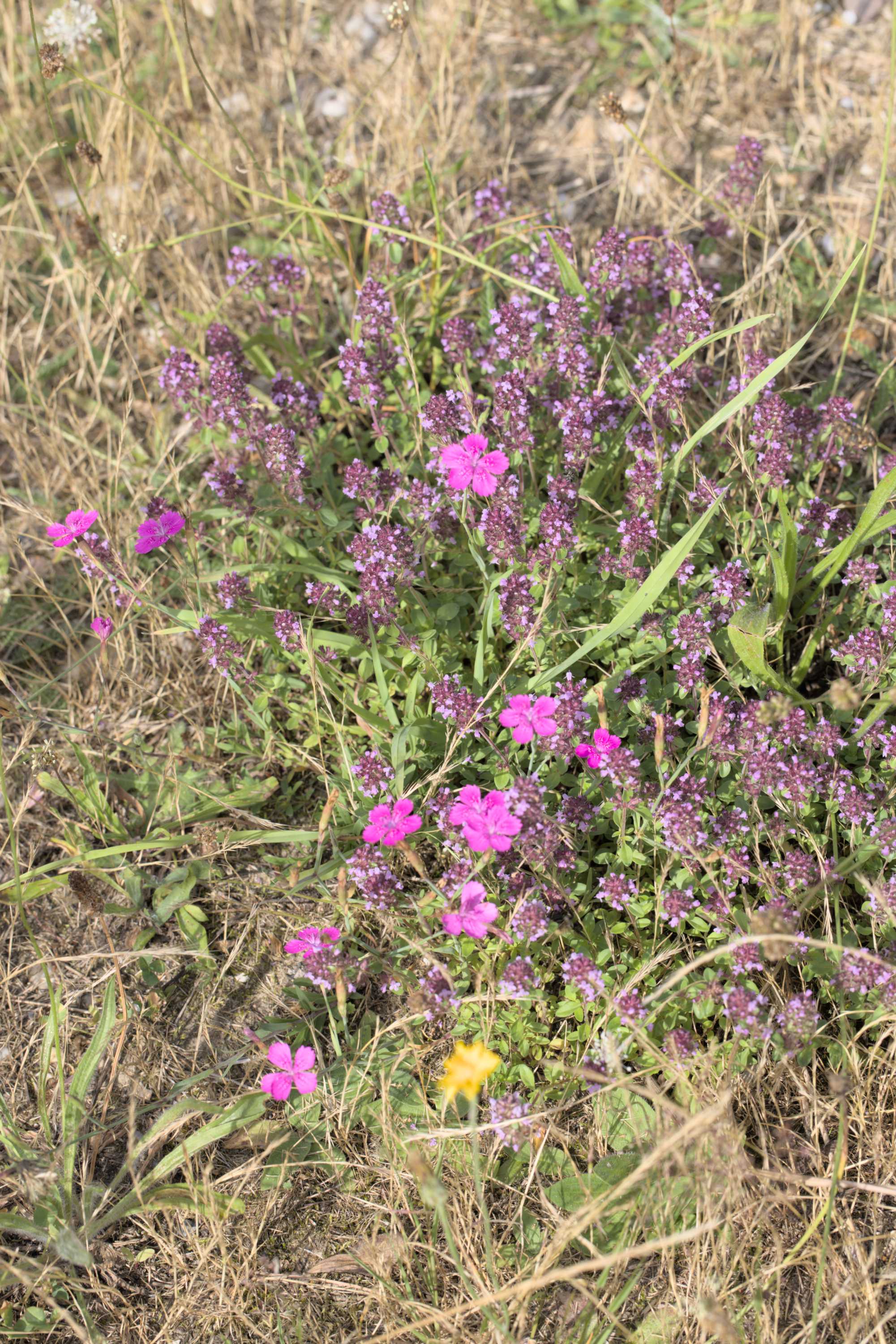 Lokation: Deutschland | Nordrhein-Westfalen | Heinsberg | Wassenberg Kategorien: Vegetation, Hortus rusticus, Datum: 12.07.2022