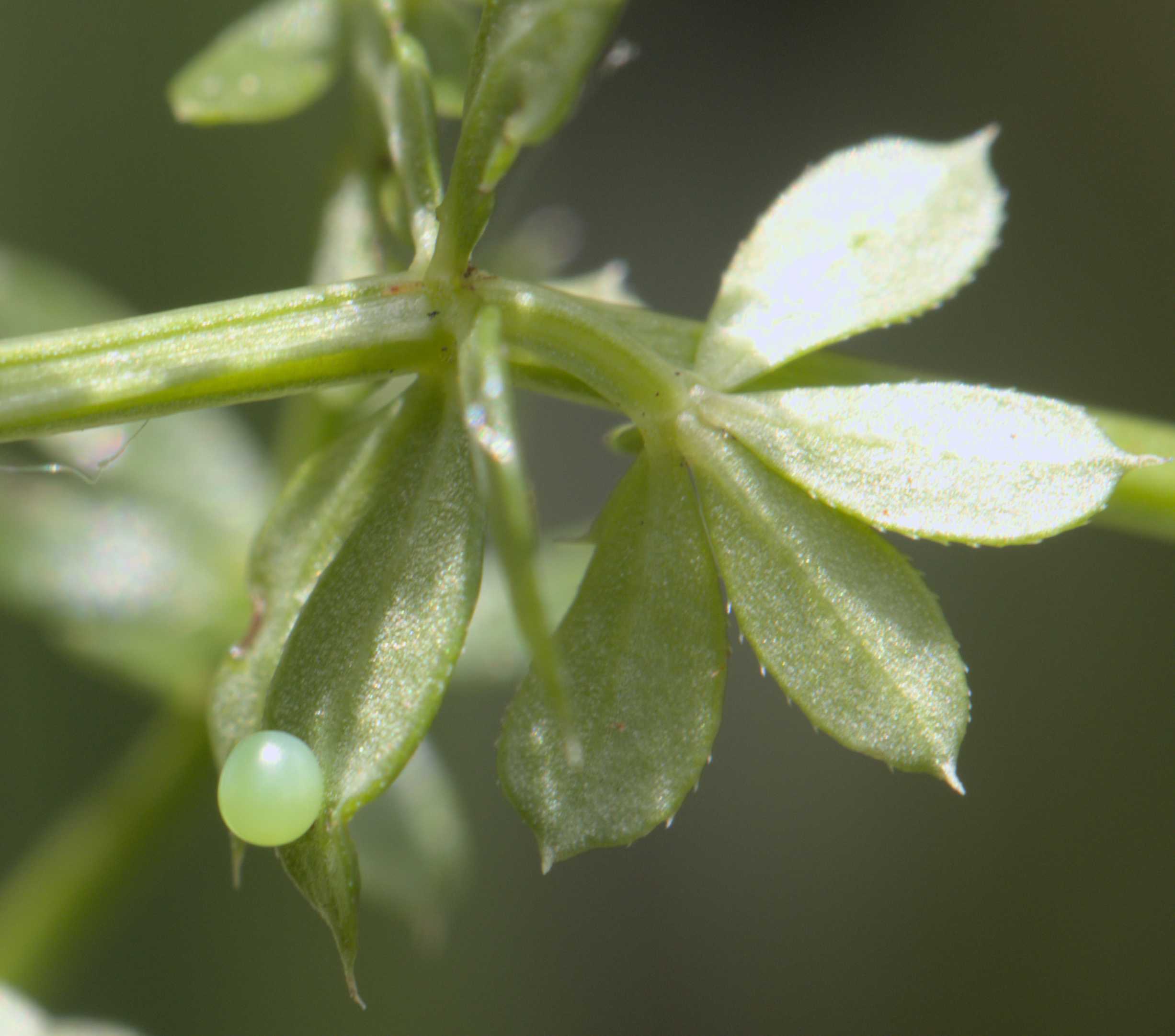Lokation: Deutschland | Nordrhein-Westfalen | Heinsberg | Wassenberg Kategorien: Schmetterlinge, Hortus rusticus, Datum: 13.07.2022