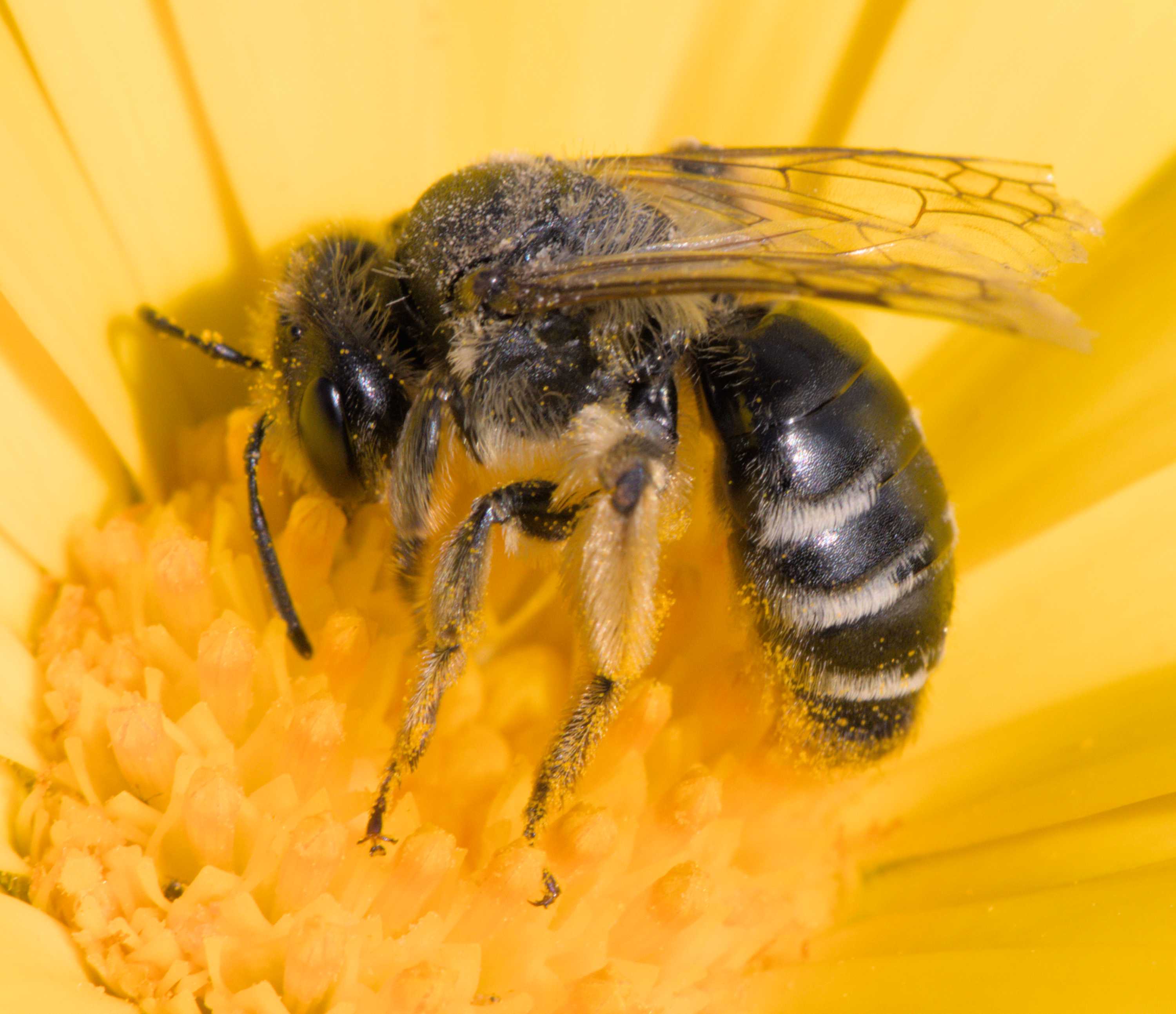 Lokation: Deutschland | Nordrhein-Westfalen | Heinsberg | Wassenberg Kategorien: Bienen, Hortus rusticus, Datum: 14.07.2022