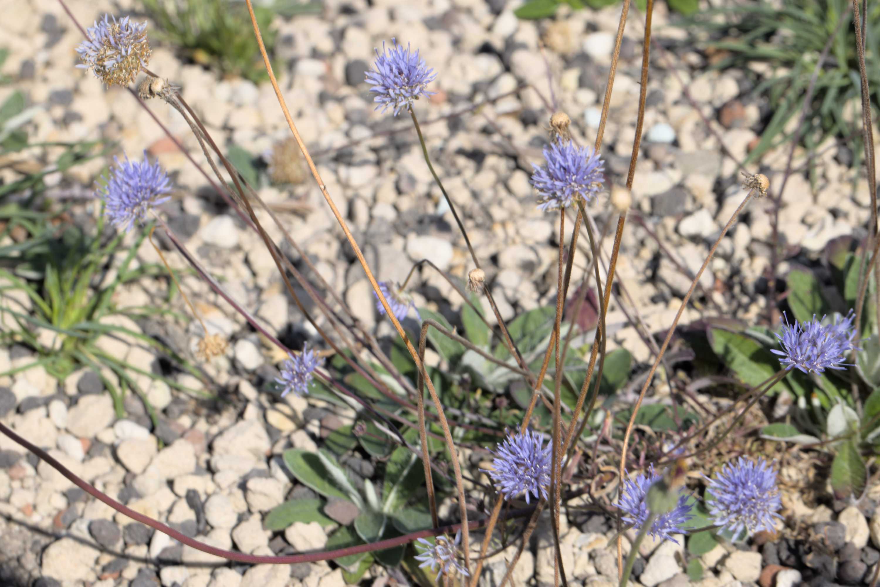 Lokation: Deutschland | Nordrhein-Westfalen | Heinsberg | Wassenberg Kategorien: Habitus, Dachbegrünung, Hortus rusticus, Datum: 18.07.2022