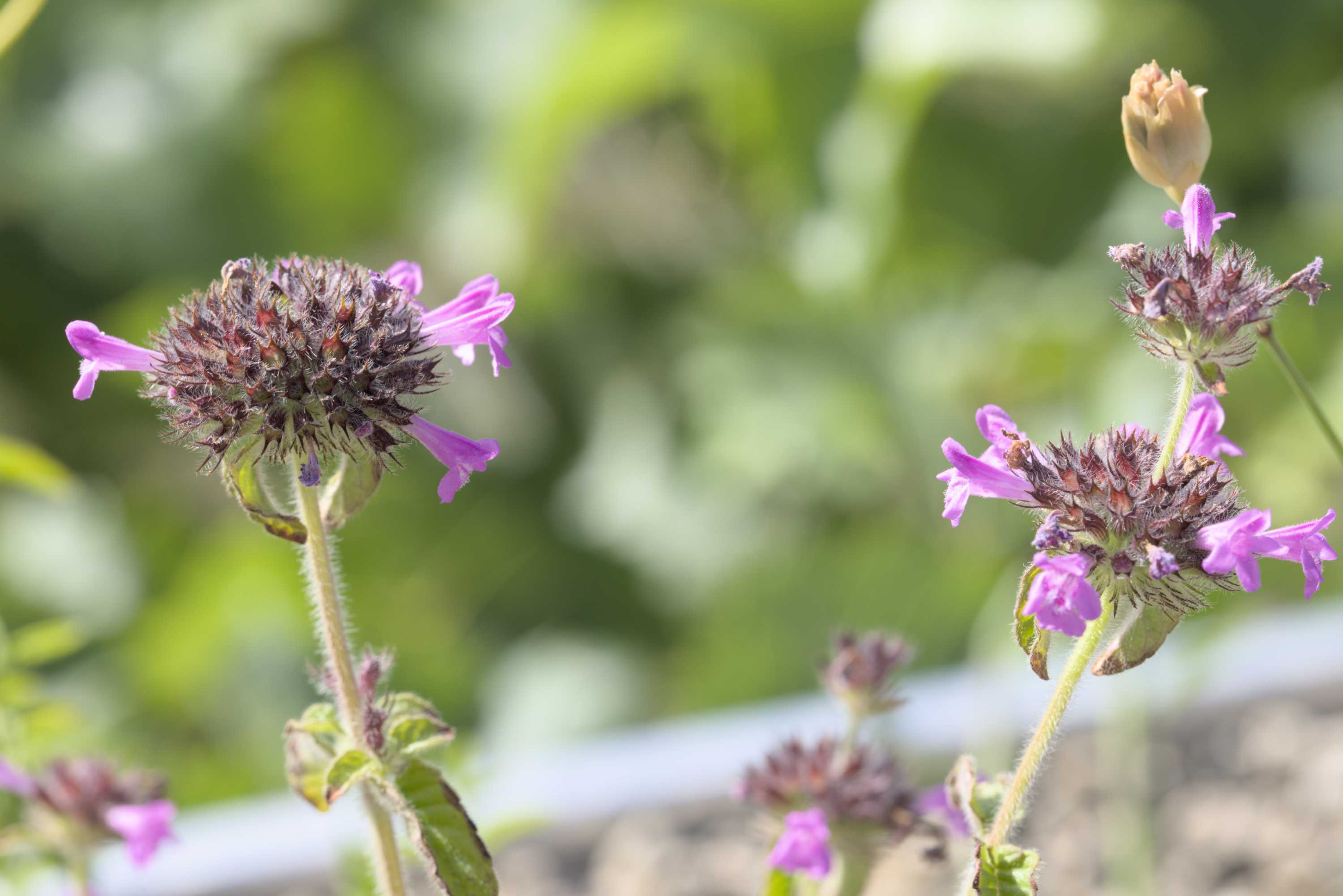 Wirbeldost (Clinopodium vulgare), Lokation: Deutschland | Nordrhein-Westfalen | Heinsberg | Wassenberg Kategorien: Habitus, Dachbegrünung, Hortus rusticus, Familie: Lamiaceae (Lippenblütler ), Datum: 18.07.2022