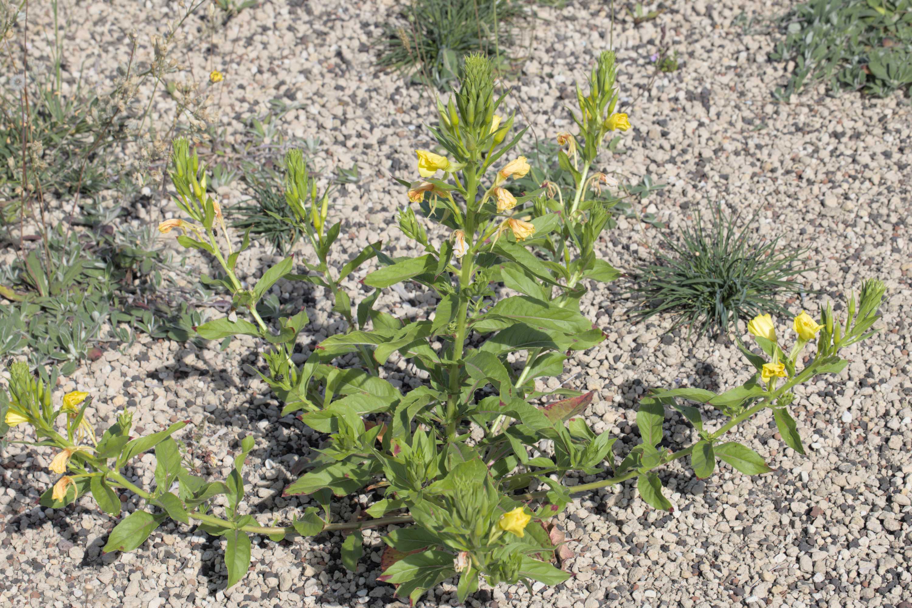 Lokation: Deutschland | Nordrhein-Westfalen | Heinsberg | Wassenberg Kategorien: Habitus, Dachbegrünung, Hortus rusticus, Datum: 18.07.2022