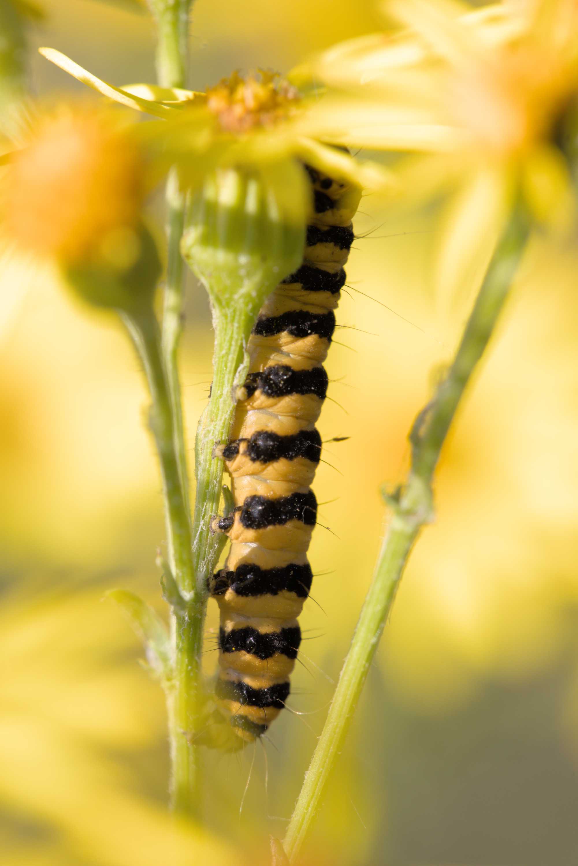 Jakobskrautbär (Tyria jacobaeae), Lokation: Deutschland | Nordrhein-Westfalen | Heinsberg | Wassenberg Kategorien: Schmetterlinge, Hortus rusticus, Familie: Erebidae (Eulenfalter), Datum: 19.07.2022