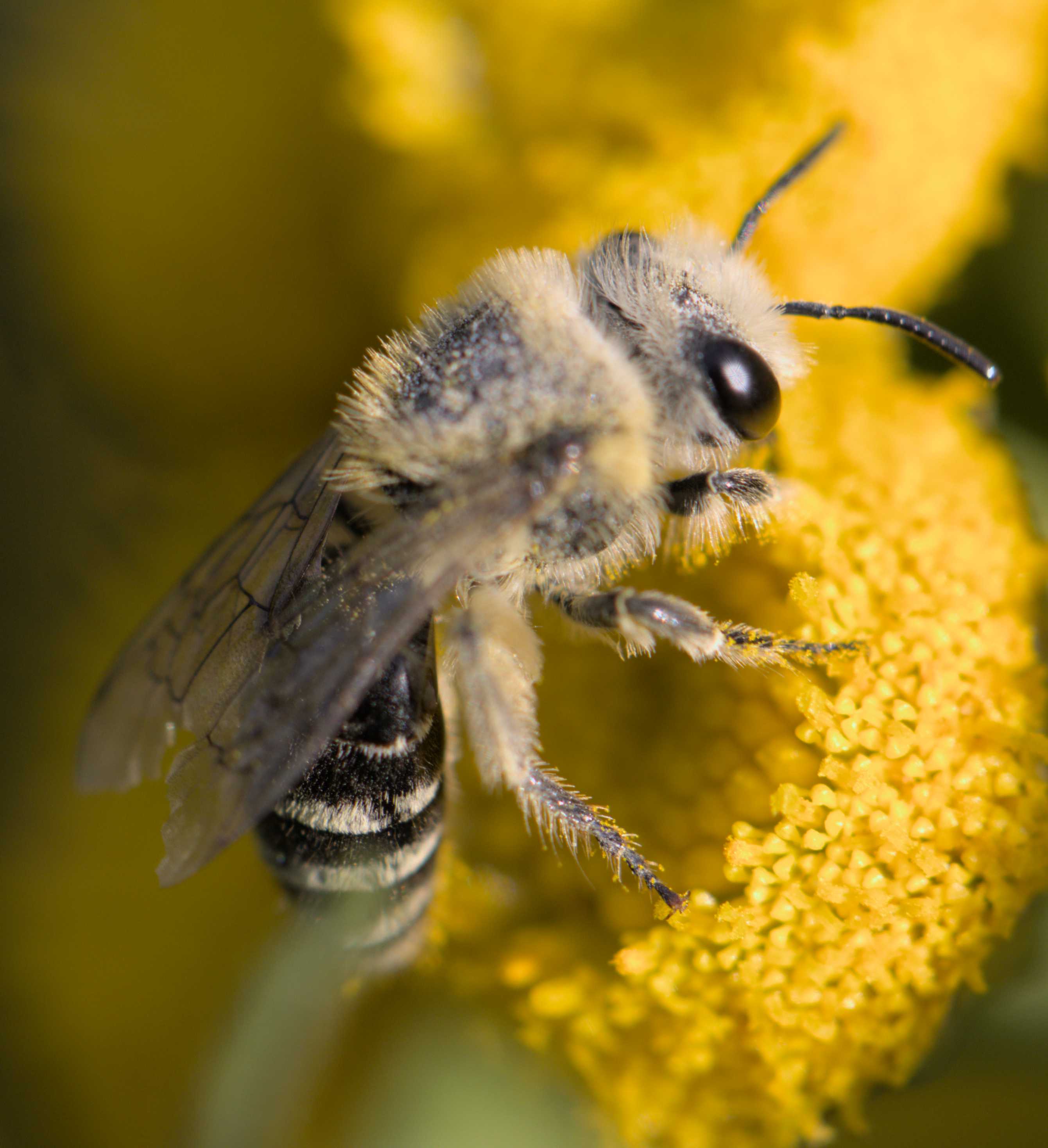 Lokation: Deutschland | Nordrhein-Westfalen | Heinsberg | Wassenberg Kategorien: Bienen, Datum: 23.07.2022