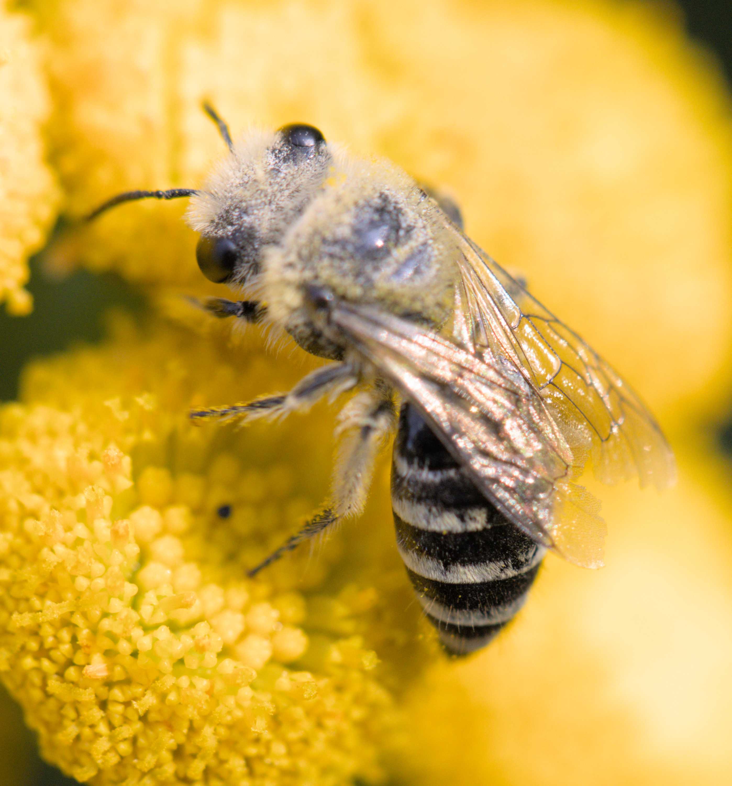 Lokation: Deutschland | Nordrhein-Westfalen | Heinsberg | Wassenberg Kategorien: Bienen, Datum: 23.07.2022
