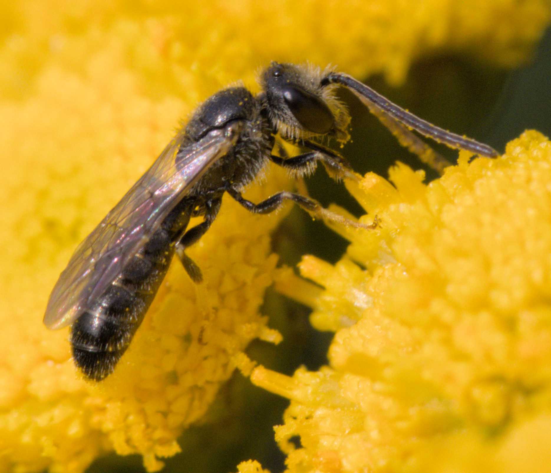 Lokation: Deutschland | Nordrhein-Westfalen | Heinsberg | Wassenberg Kategorien: Bienen, Hortus rusticus, Datum: 23.07.2022