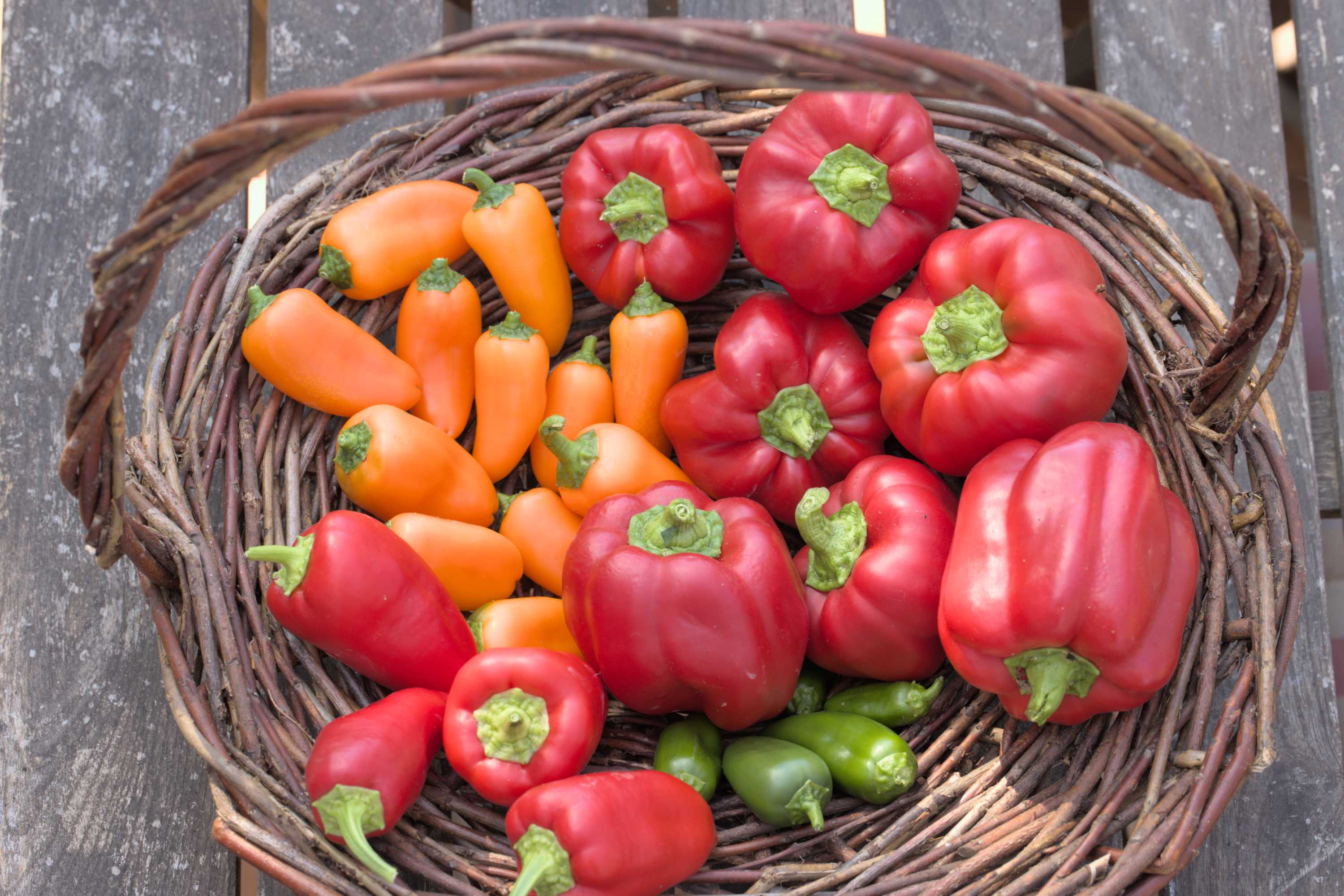 Lokation: Deutschland | Nordrhein-Westfalen | Heinsberg | Wassenberg Kategorien: Nutzgarten, Hortus rusticus, Bauerngarten, Ernte, Selbstversorgung, Datum: 09.08.2022