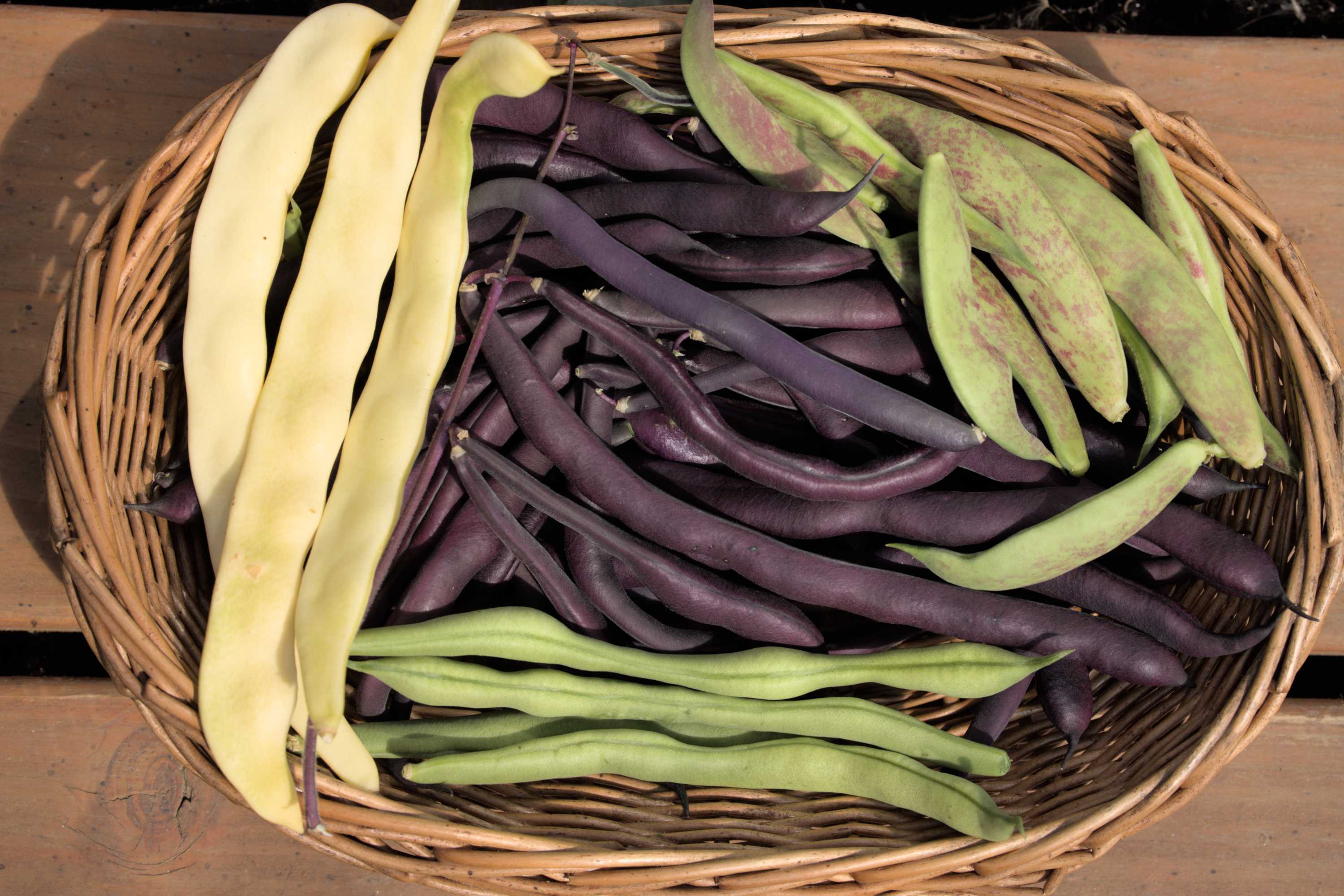 Lokation: Deutschland | Nordrhein-Westfalen | Heinsberg | Wassenberg Kategorien: Nutzgarten, Hortus rusticus, Bauerngarten, Ernte, Selbstversorgung, Datum: 10.08.2022