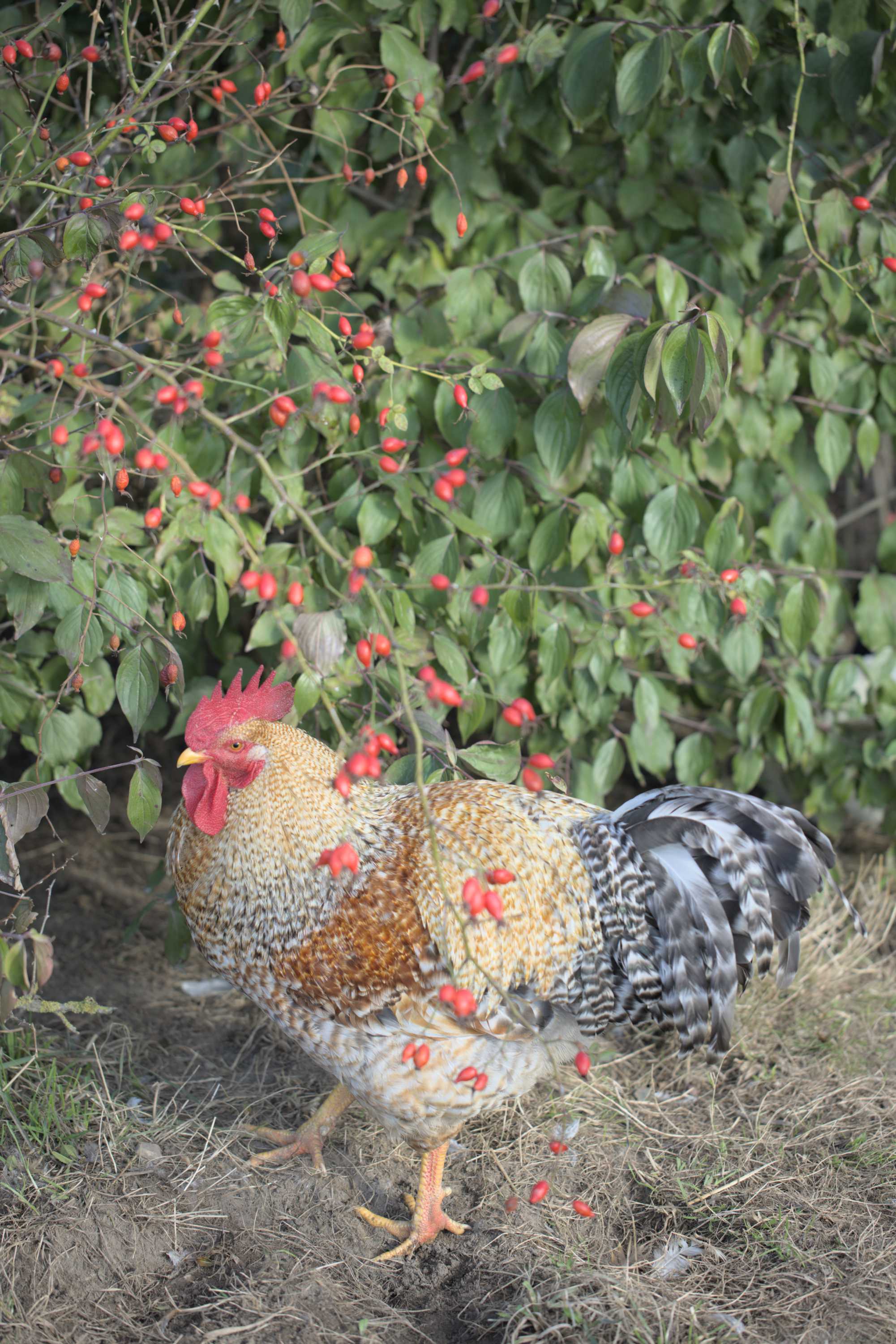 Lokation: Deutschland | Nordrhein-Westfalen | Heinsberg | Wassenberg Kategorien: Hühner, Hortus rusticus, Datum: 25.09.2022