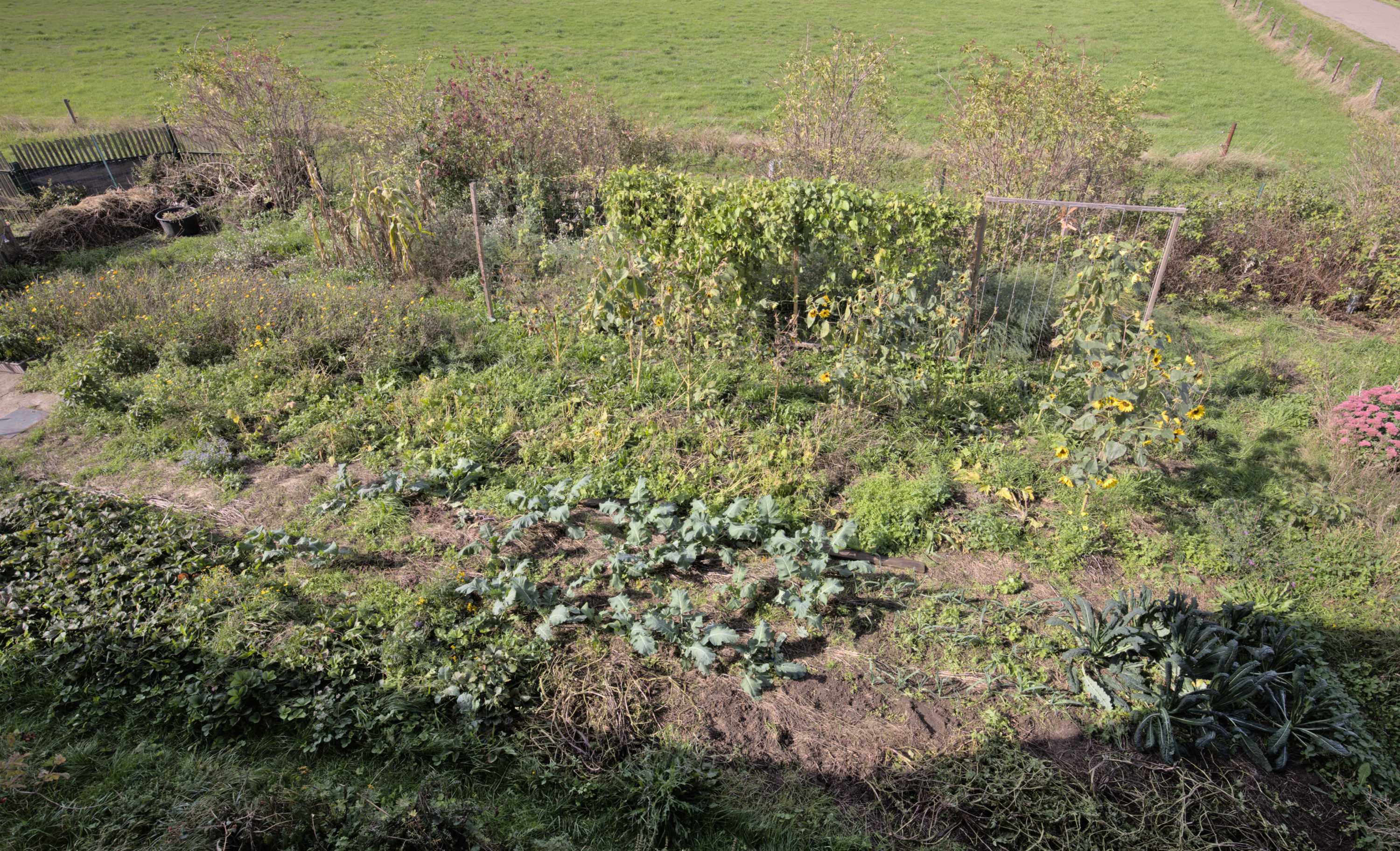 Lokation: Deutschland | Nordrhein-Westfalen | Heinsberg | Wassenberg Kategorien: Nutzgarten, Hortus rusticus, Bauerngarten, Selbstversorgung, Datum: 29.09.2022