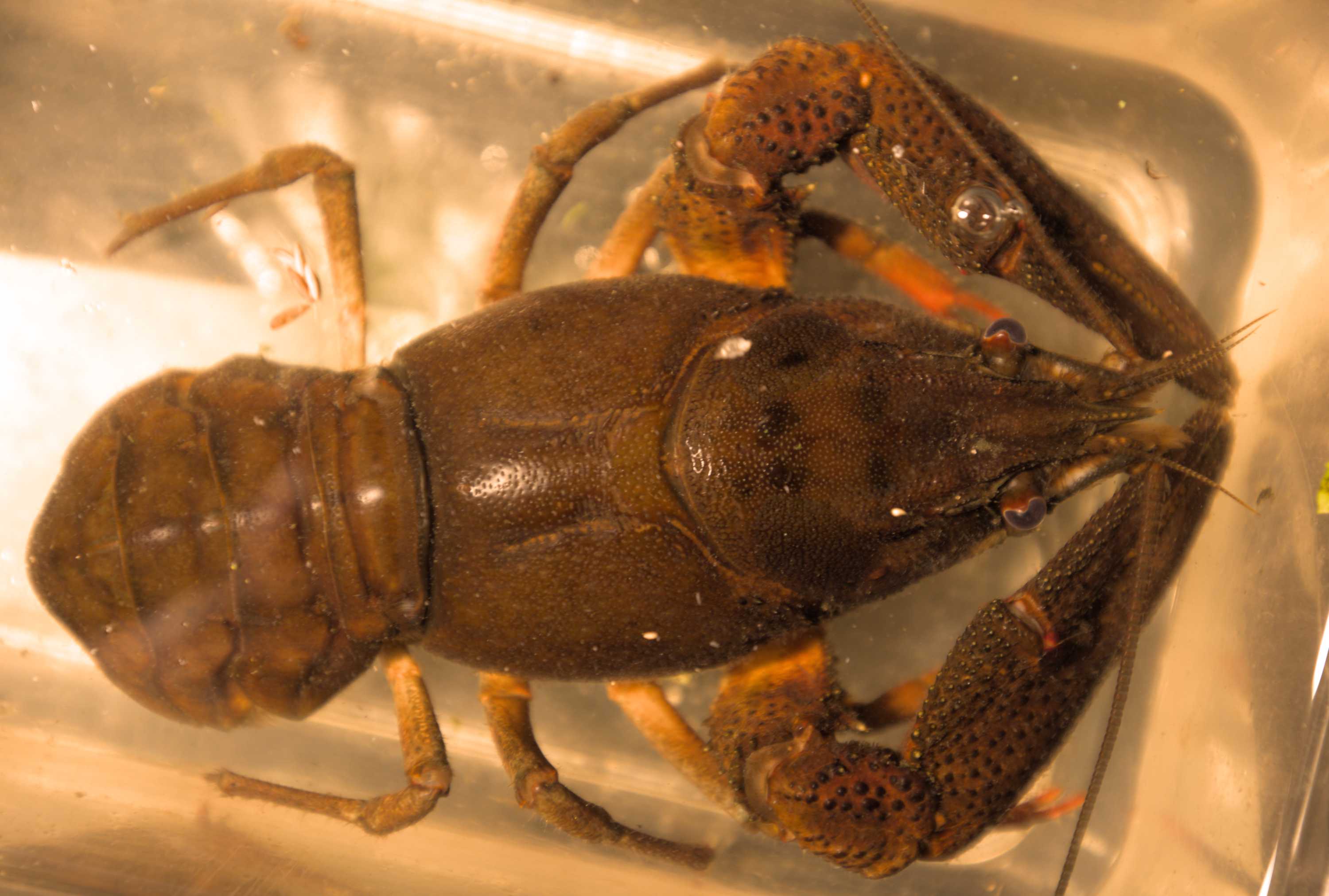Lokation: Deutschland | Nordrhein-Westfalen | Heinsberg | Wassenberg Kategorien: Krebse, Garnelen, Hortus rusticus, Datum: 19.10.2022