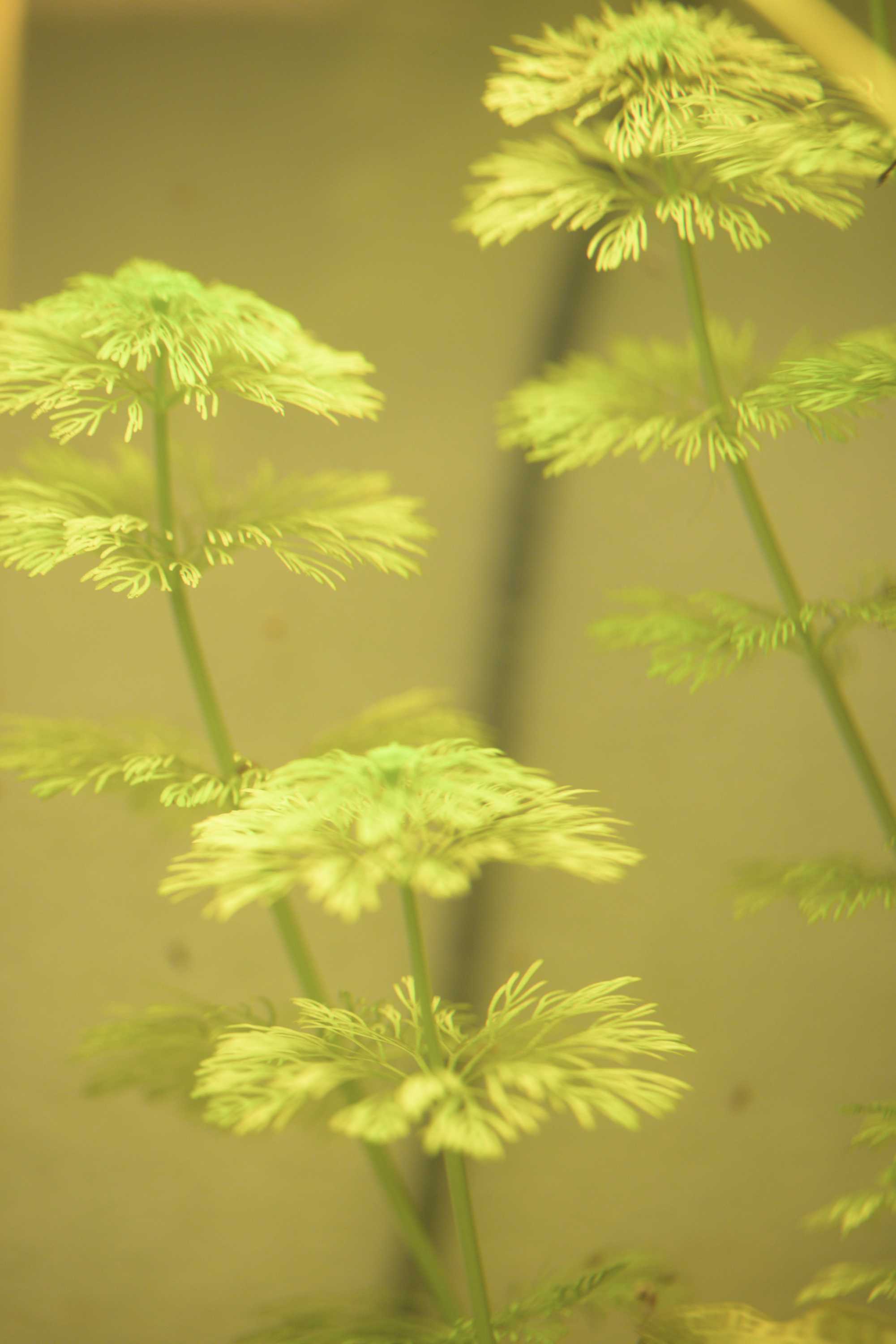 Lokation: Deutschland | Nordrhein-Westfalen | Heinsberg | Wassenberg Kategorien: Aquarien, Datum: 06.11.2022