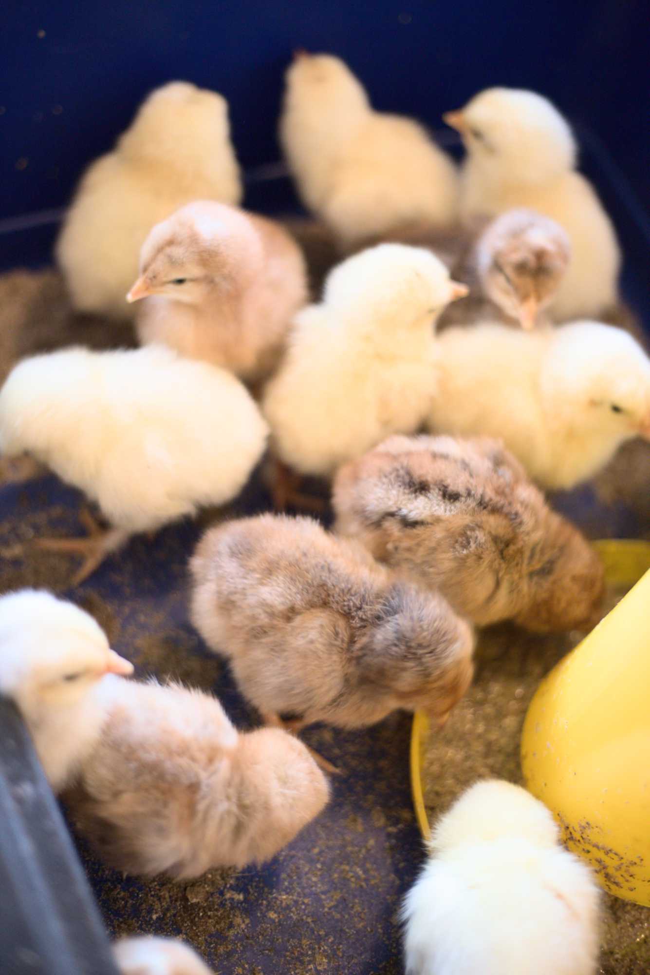 Lokation: Deutschland | Nordrhein-Westfalen | Heinsberg | Wassenberg Kategorien: Hühner, Hortus rusticus, Datum: 25.01.2022