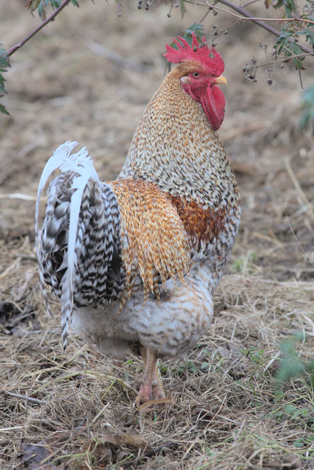Lokation: Deutschland | Nordrhein-Westfalen | Heinsberg | Wassenberg Kategorien: Hühner, Hortus rusticus, Datum: 25.01.2022