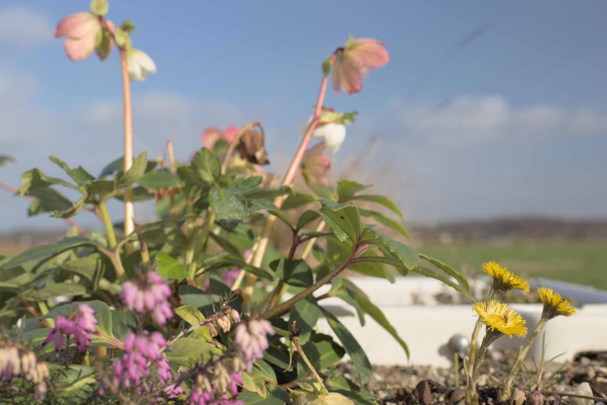 Lokation: Deutschland | Nordrhein-Westfalen | Heinsberg | Wassenberg Kategorien: Kübelpflanzen, Hortus rusticus, Datum: 30.01.2022